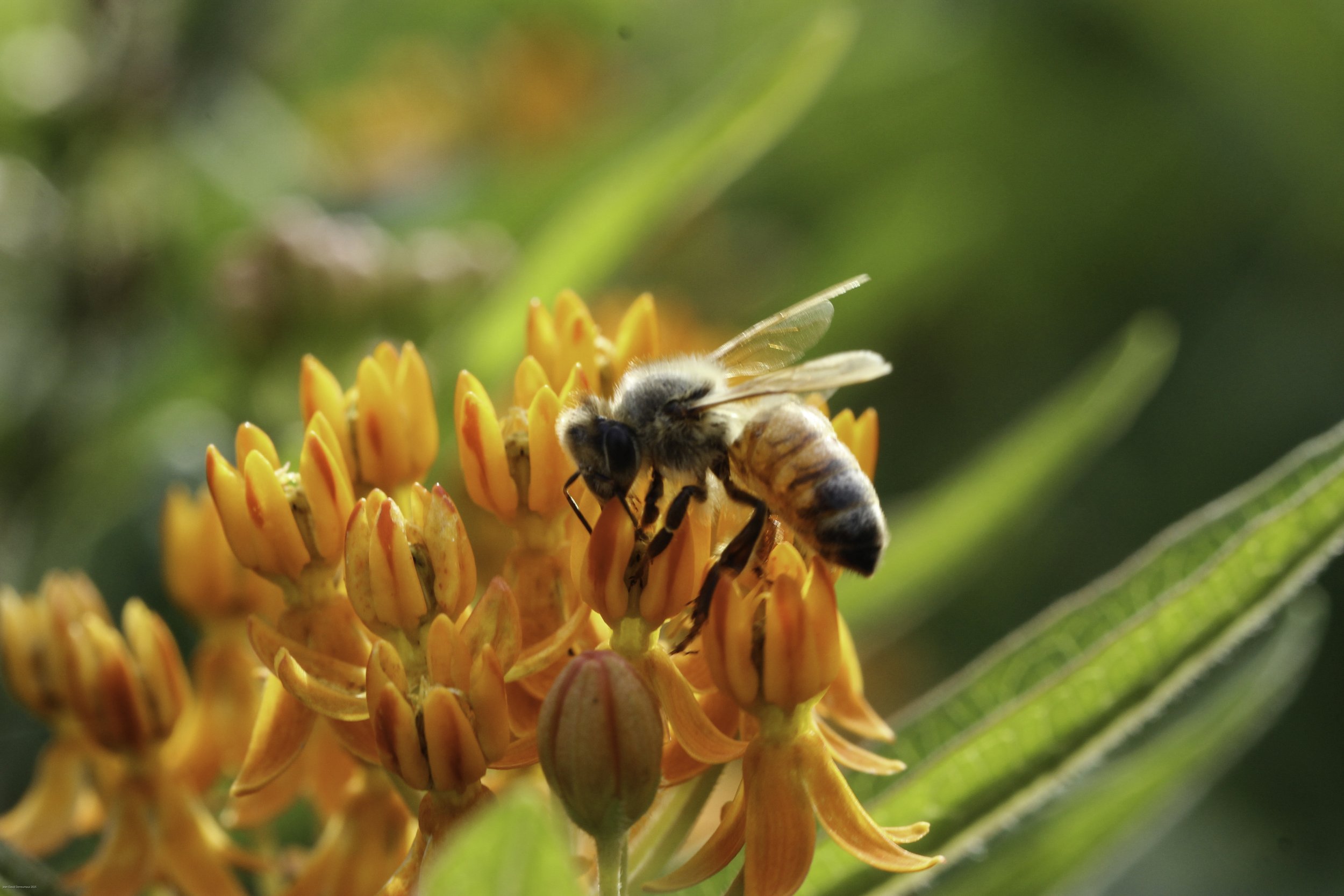 Butterfly weed