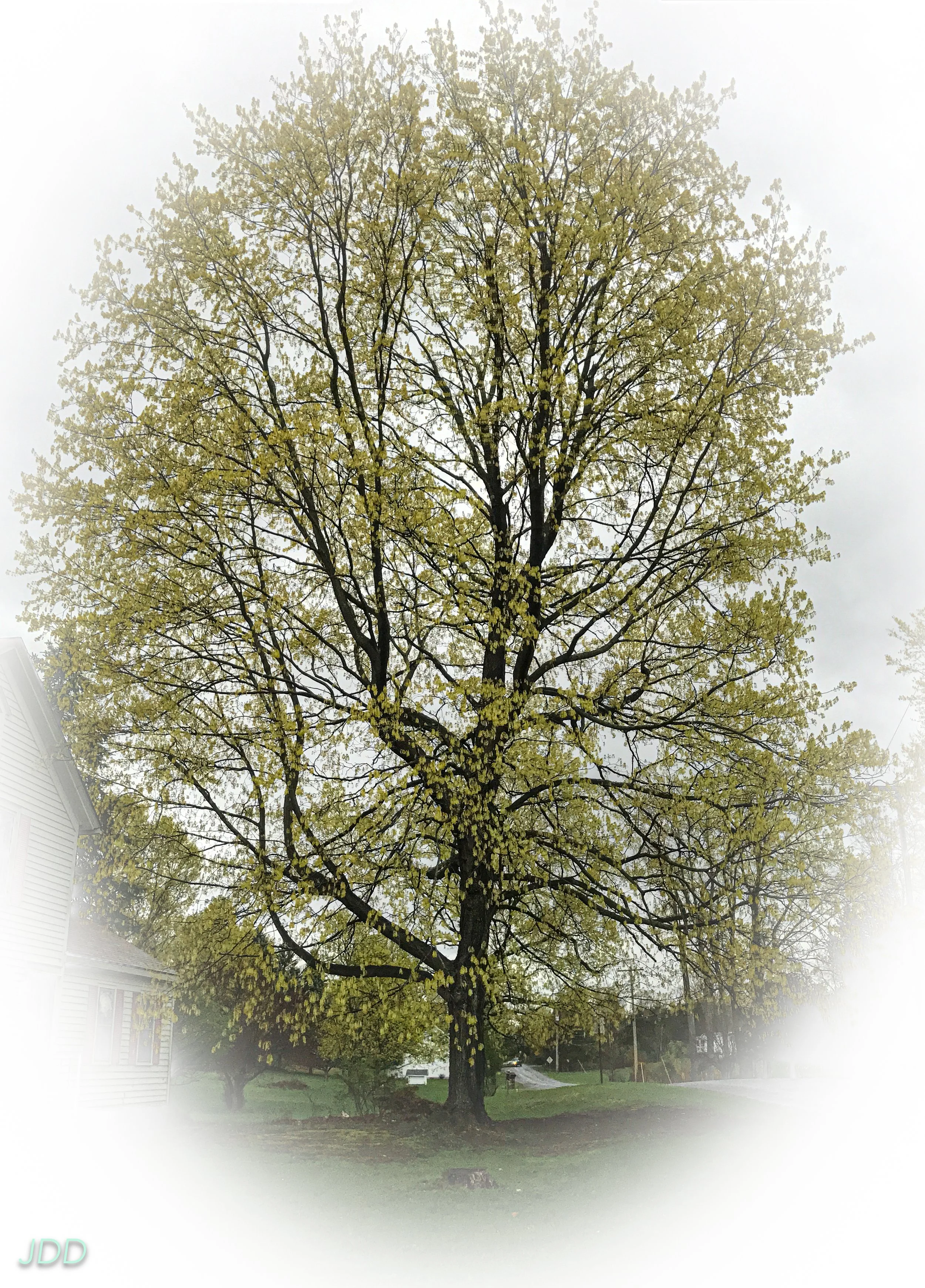 A large tree with many light green leaves stands in a suburban neighborhood, with houses visible on either side and a grassy yard in the foreground.