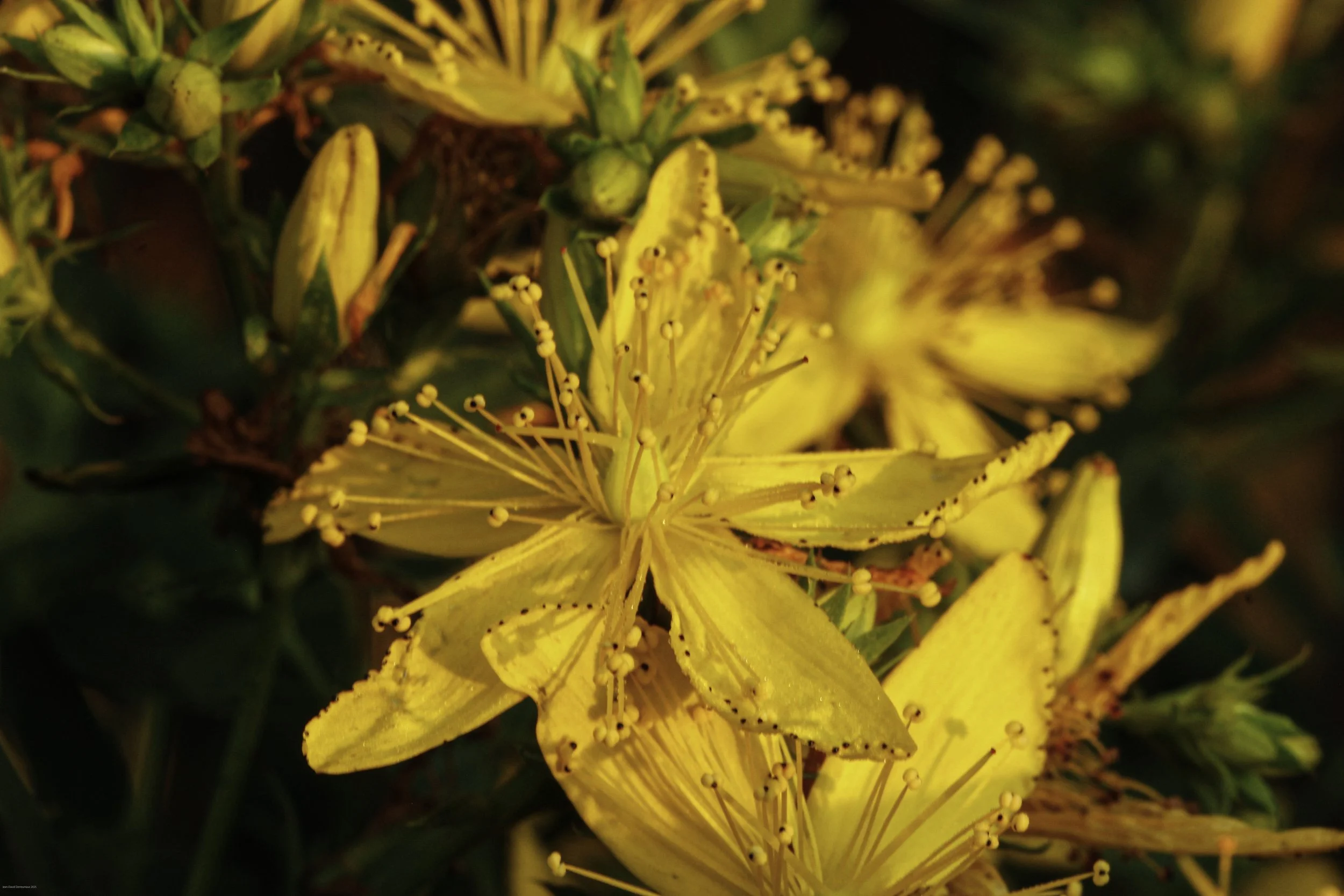 St John's Wort