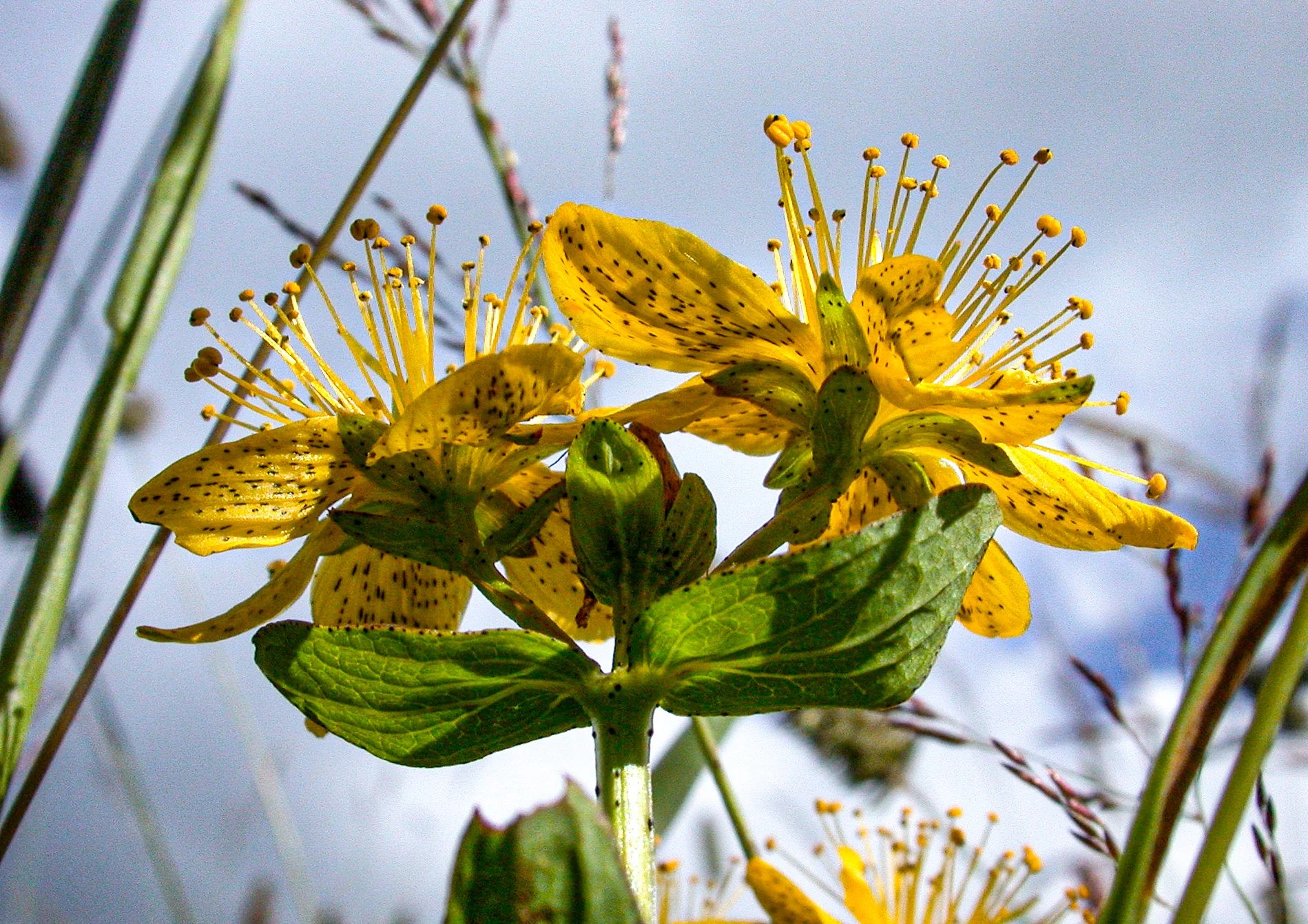 St John's Wort