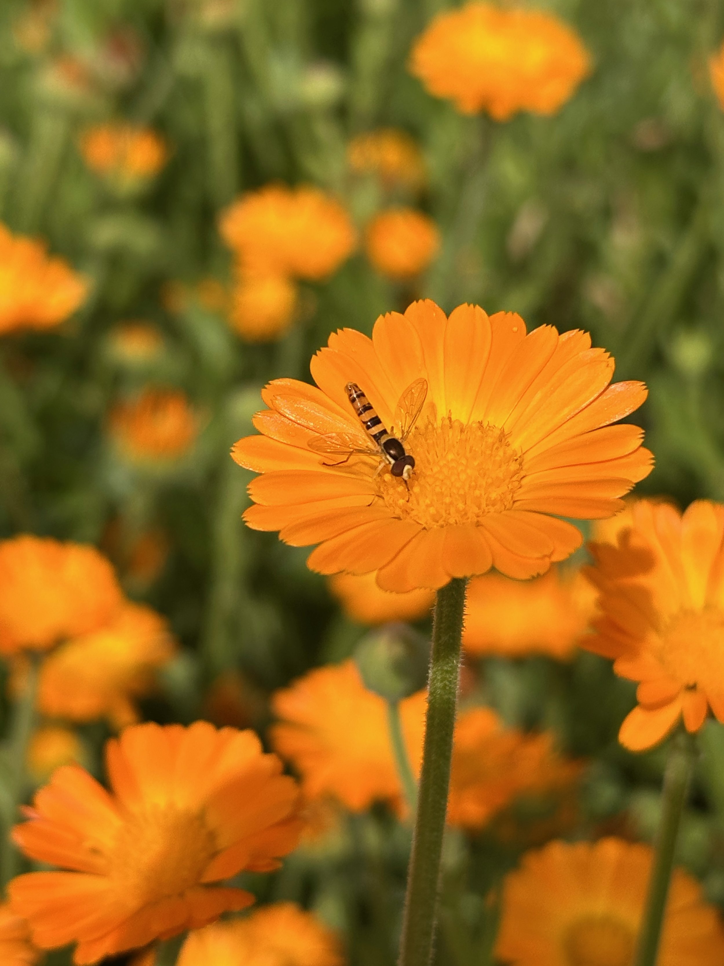Summer News : July 2026 