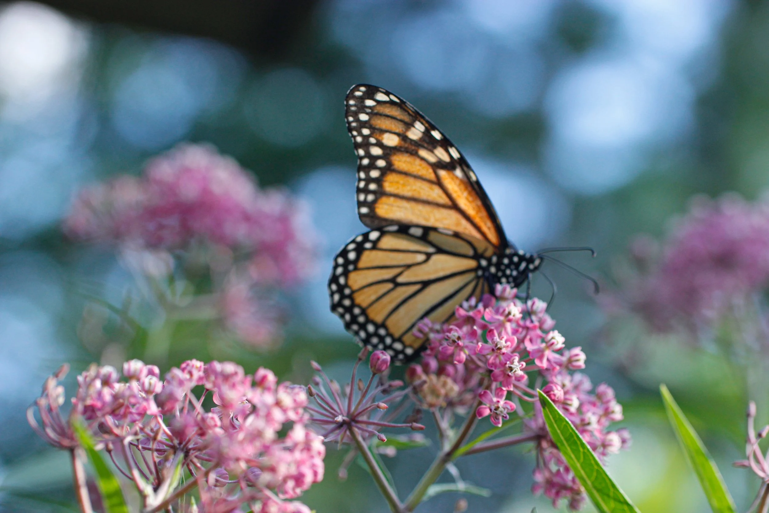 Swamp milkweed with monarch