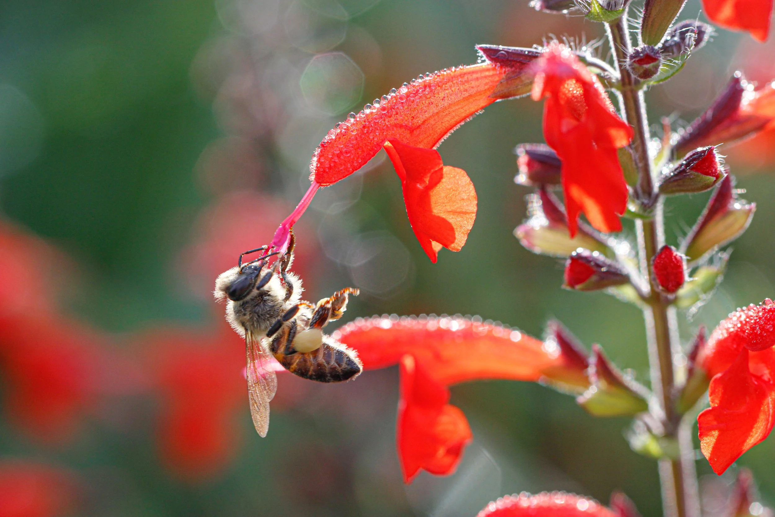 Scarlet salvia