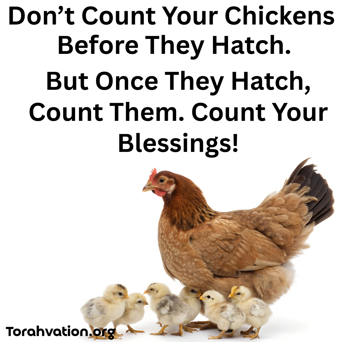 Don’t Count Your Chickens Before They Hatch.png