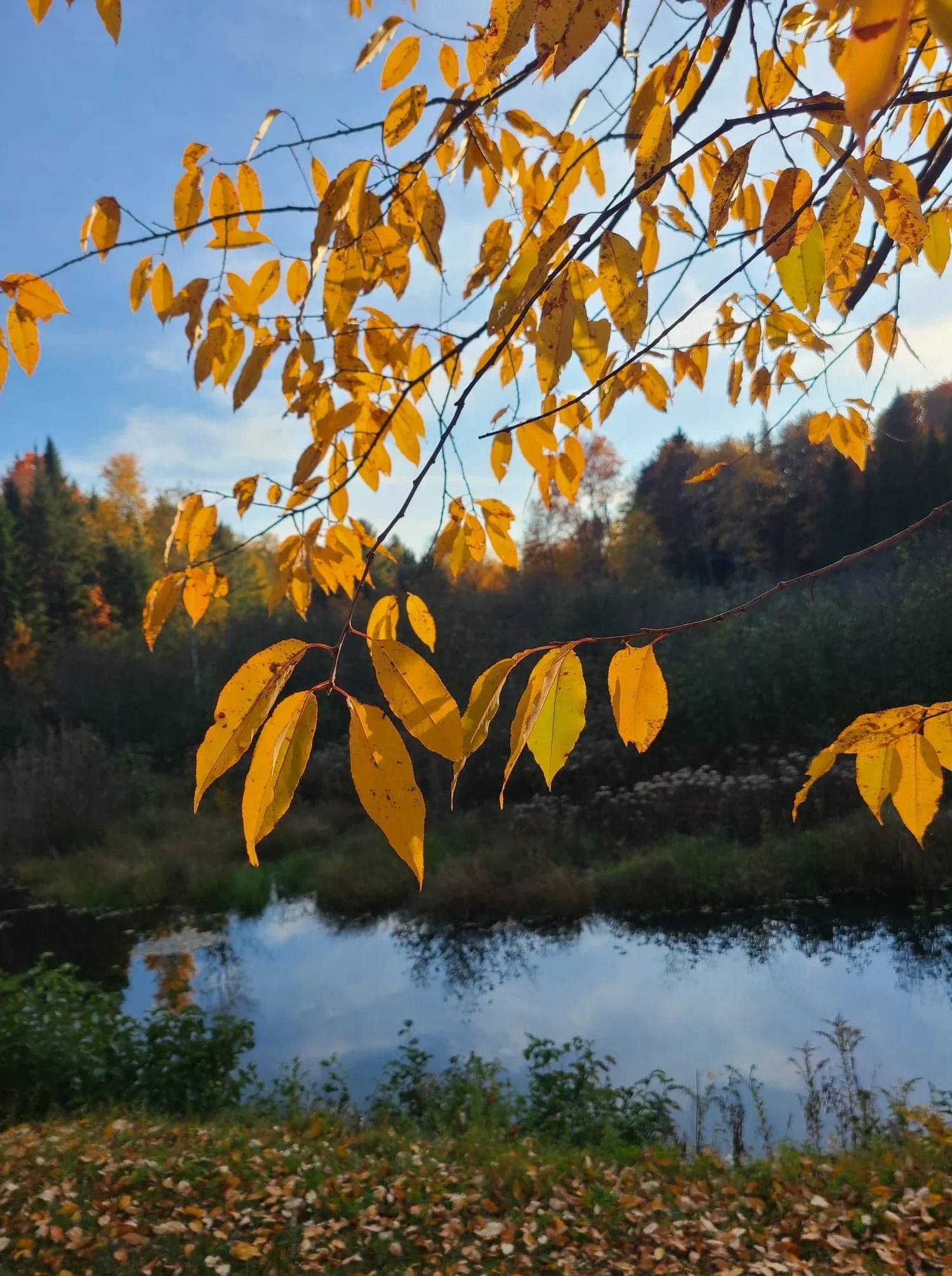 Cocooning d'automne&nbsp;: Découvre les bienfaits réconfortants de la massothérapie