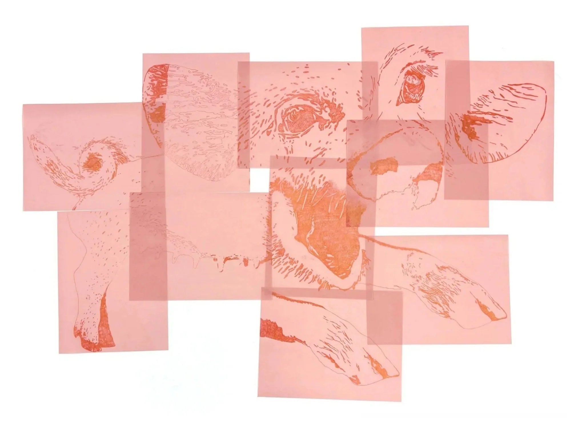 Monstro Sus
30” x 39”
Vellum, Ink