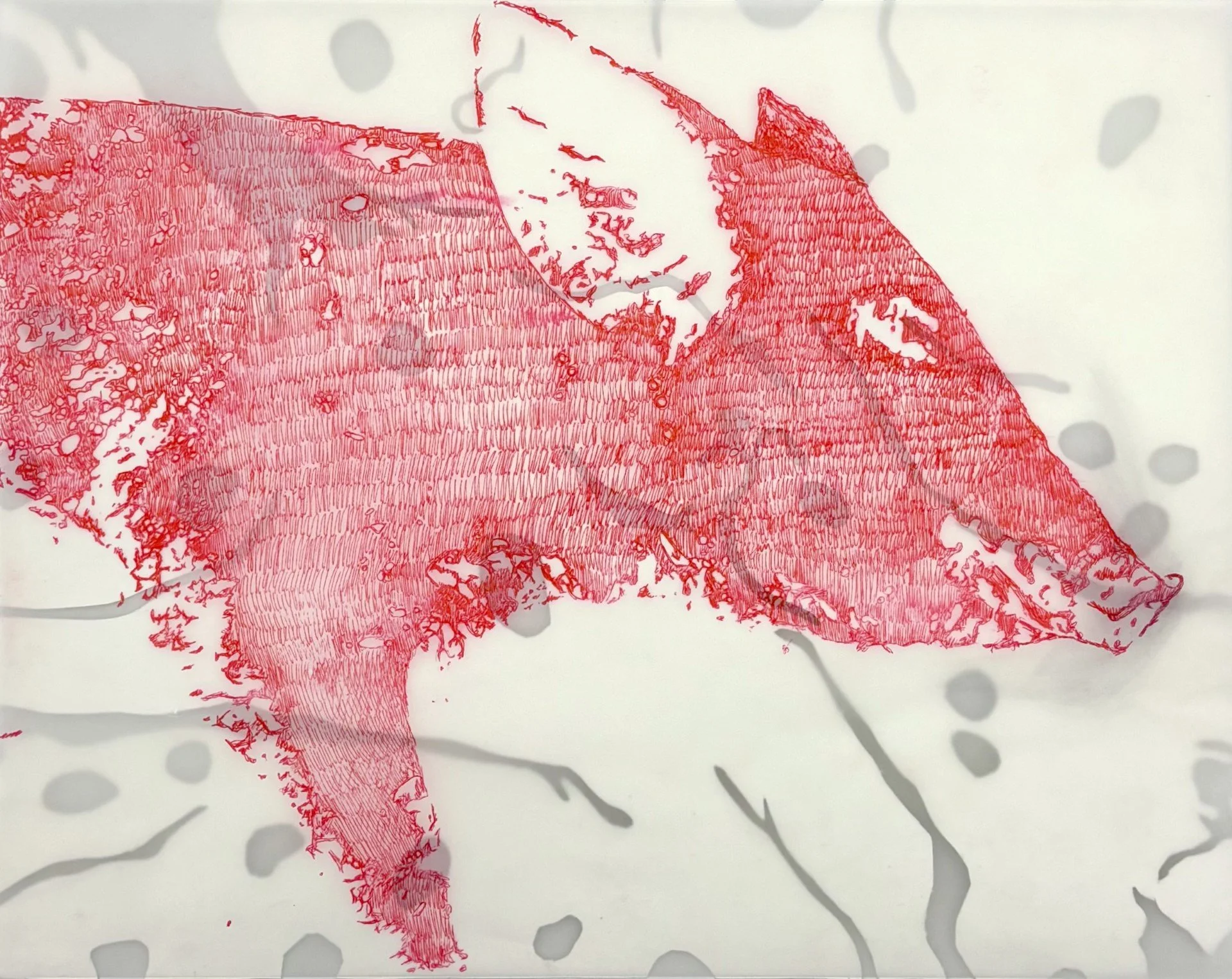 Specimen 
11” x 14”
Paper, Vellum, Ink