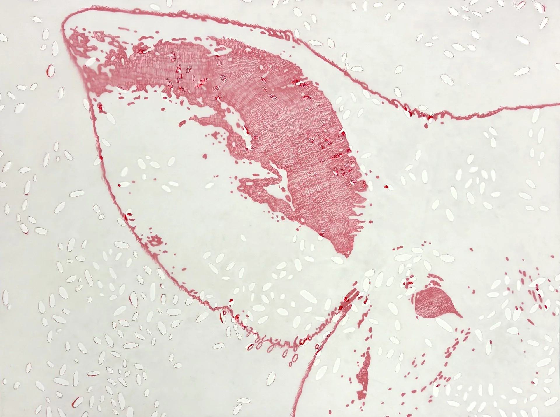 Tympanic 
19” x 25”
Paper, Vellum, Ink