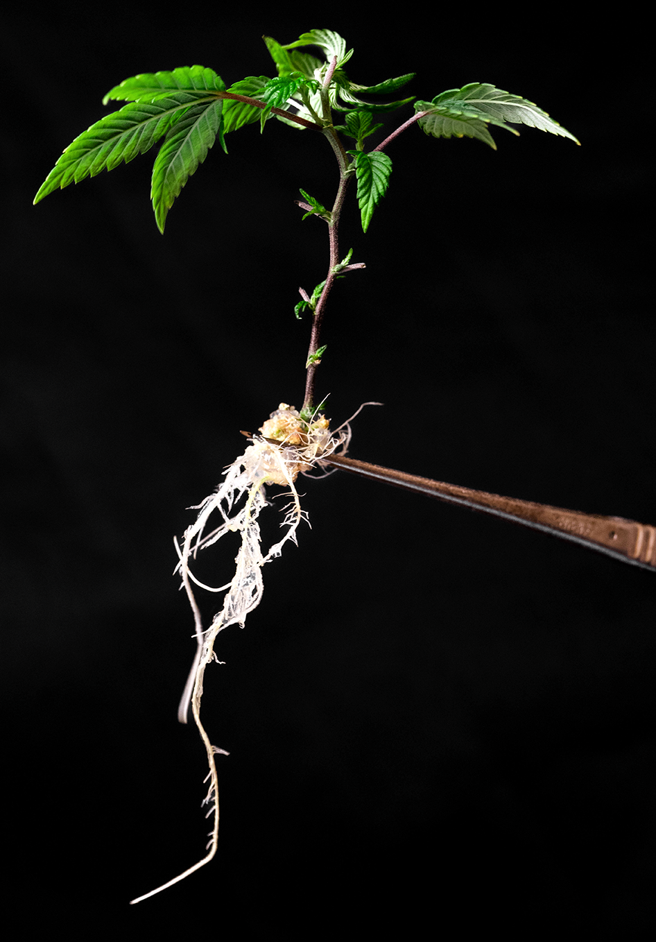 A small green plant with roots exposed, held with tweezers against a black background.