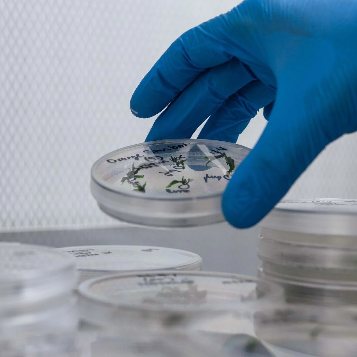 A gloved hand placing a petri dish with plant samples. Several petri dishes are stacked on a table.