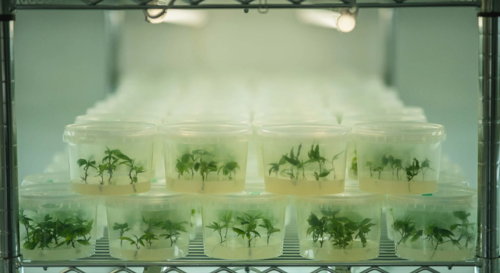 Multiple small plant seedlings in plastic cups with clear lids.