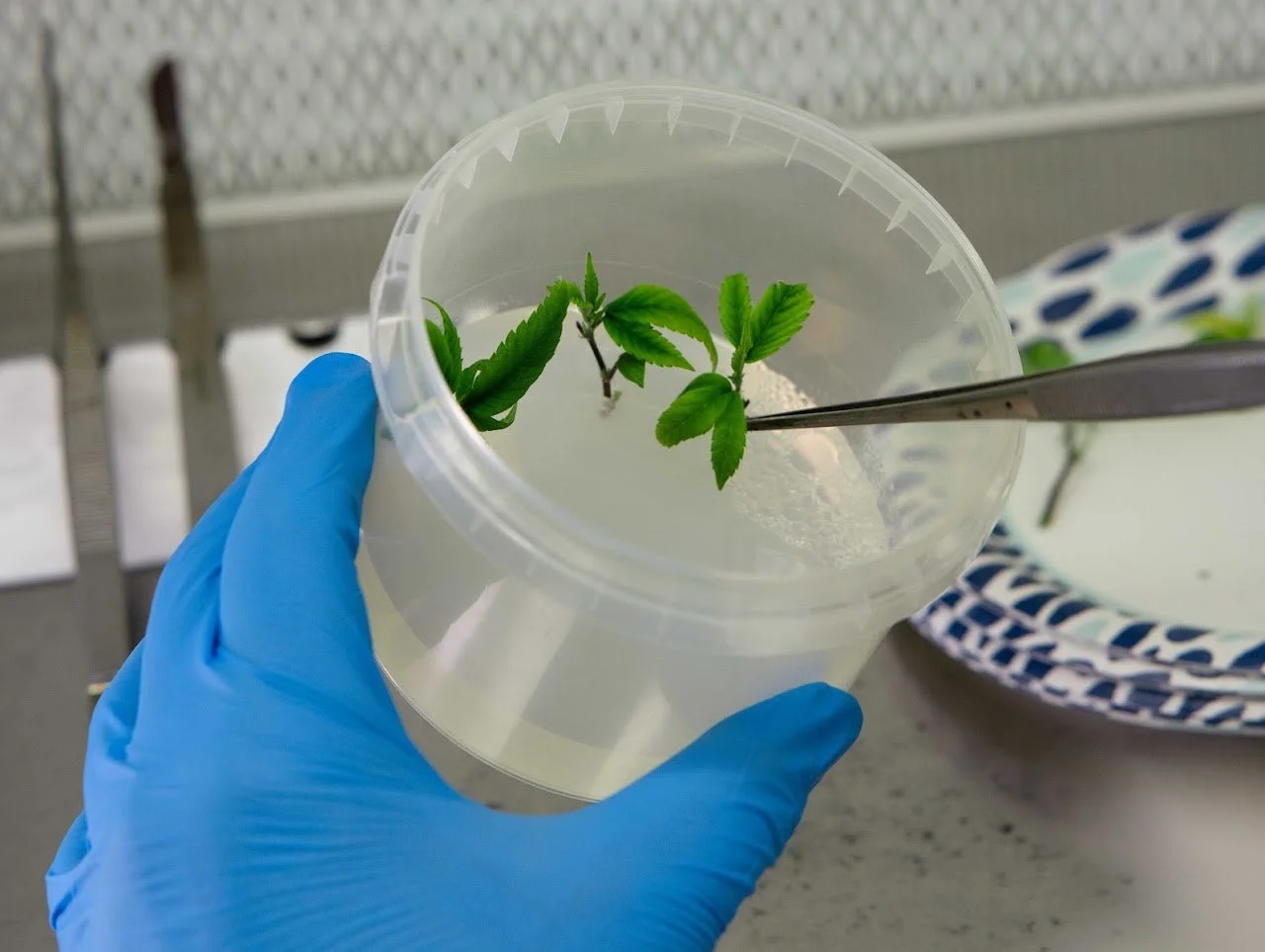 A laboratory scene showing a hand in a blue glove holding a clear container with a small green plant inside. A pair of tweezers is examining the plant.
