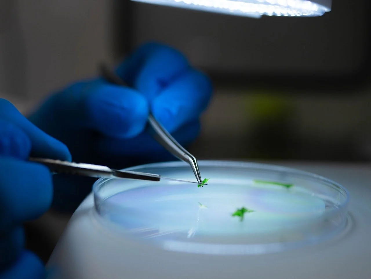 Close-up of a scientist's hands in blue gloves using tweezers and a small tool to manipulate a tiny green plant sample in a petri dish under a lighted workspace.
