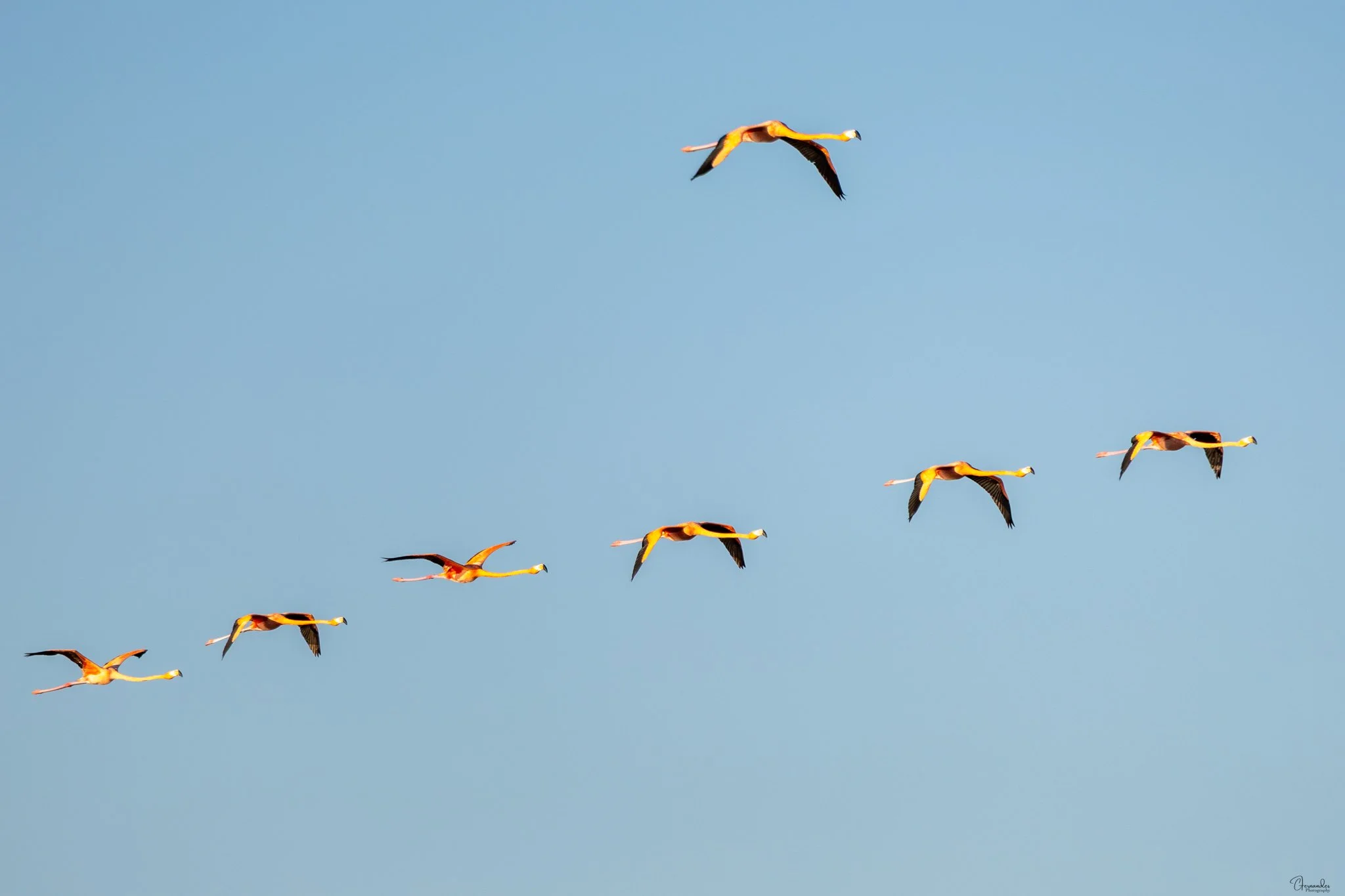 Image of Flamingos flying into the Celestun lagoon