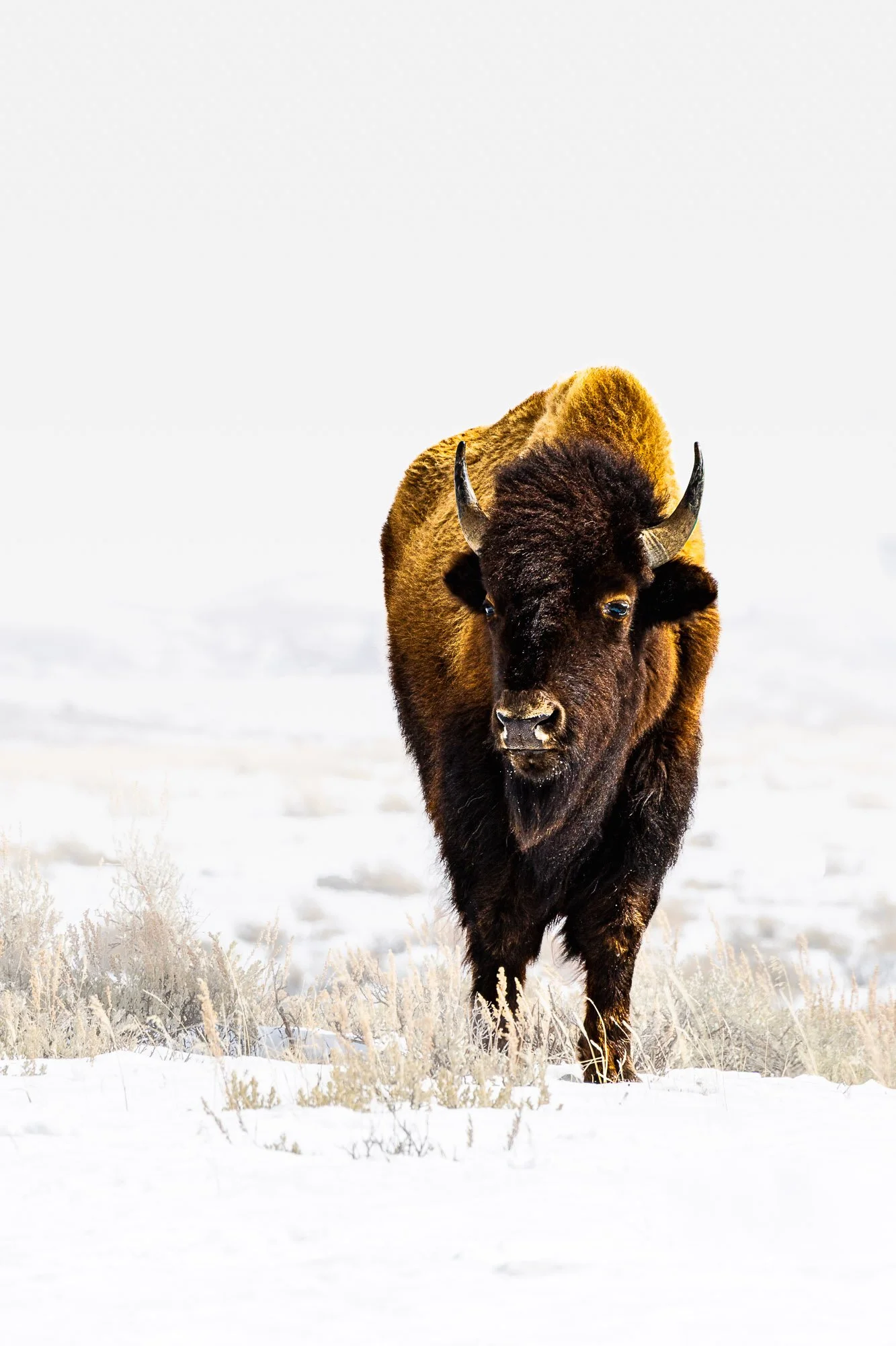 StandingTall-Bison-3x2-Color-PDP-2.jpg