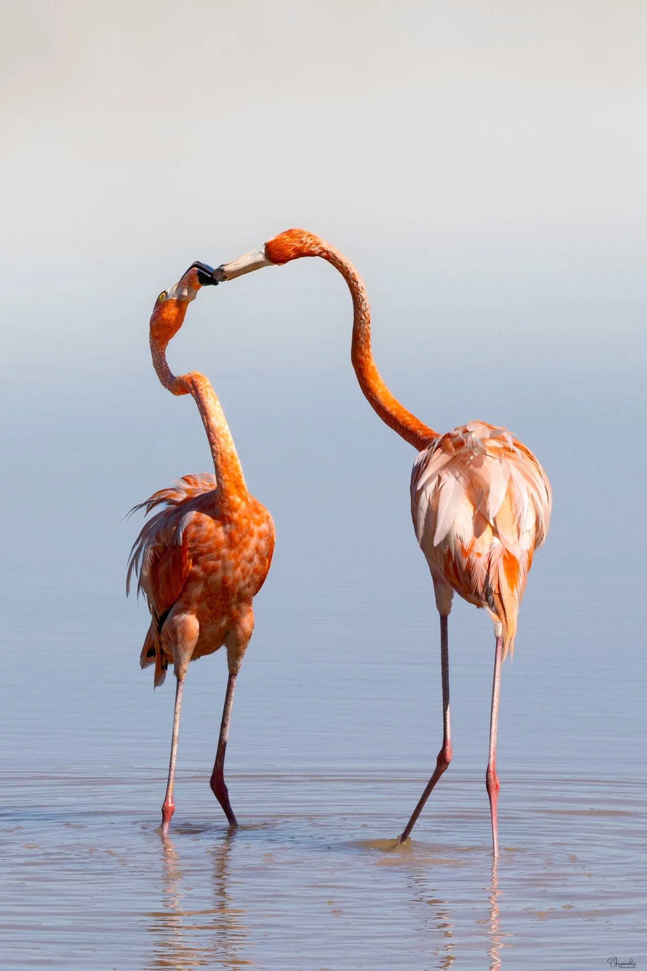 Flamingo-Kissing-Insta.jpg