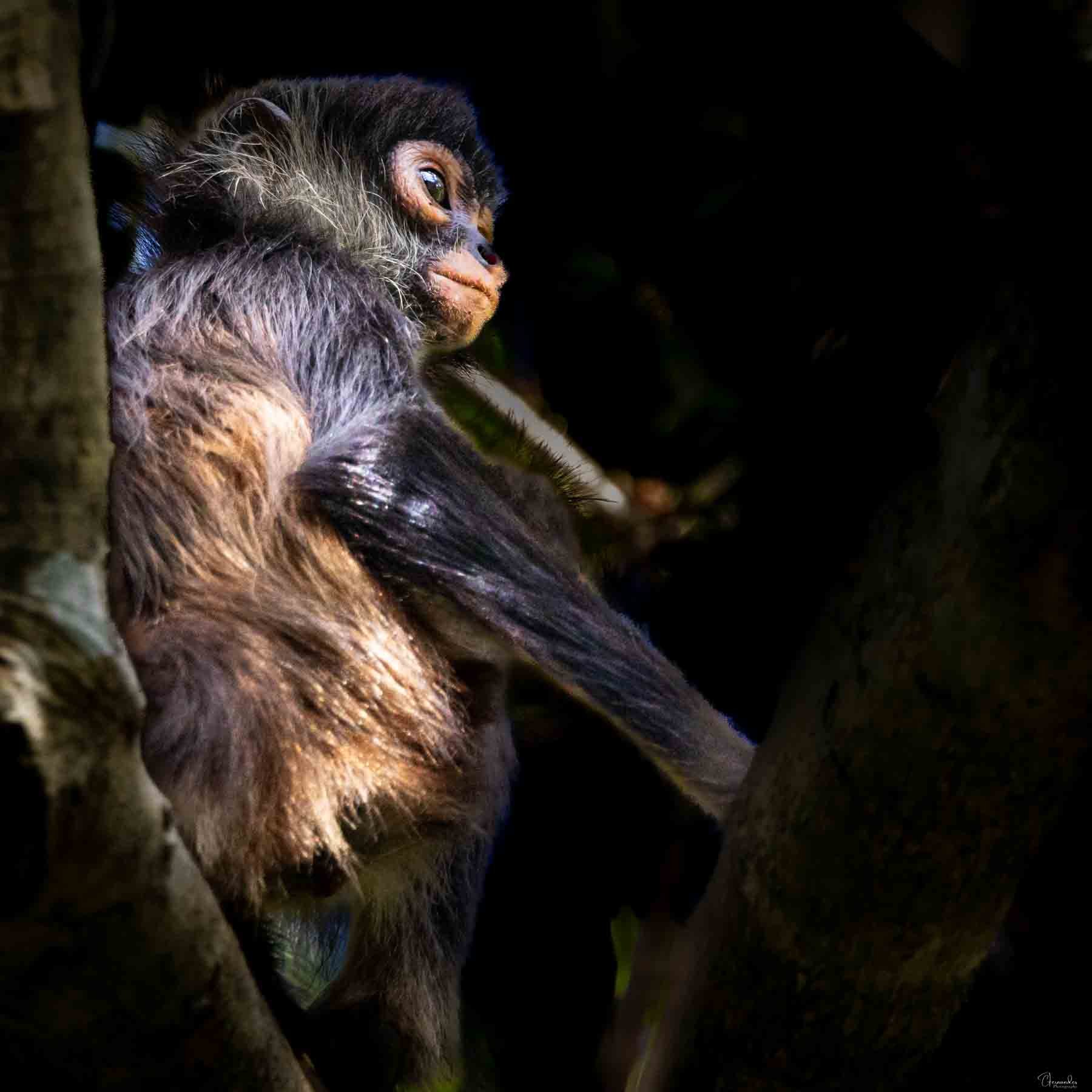 Punta Laguna, Yucatán: Spider Monkeys, Mayan Conservation &amp; Responsible Travel