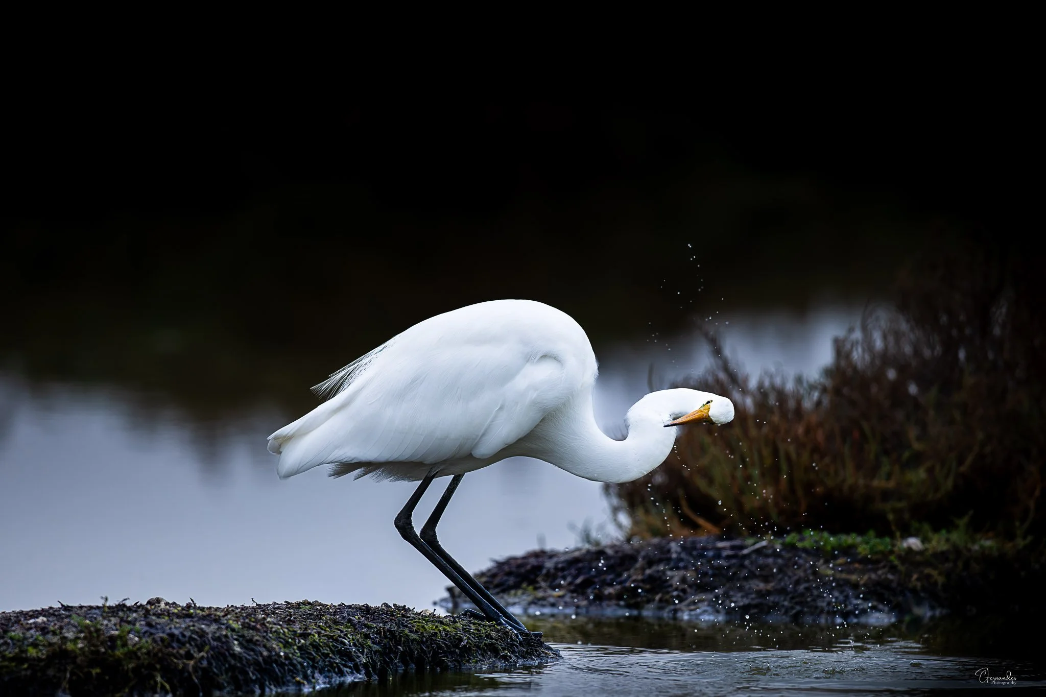 GreatEgret3-Insta.jpg