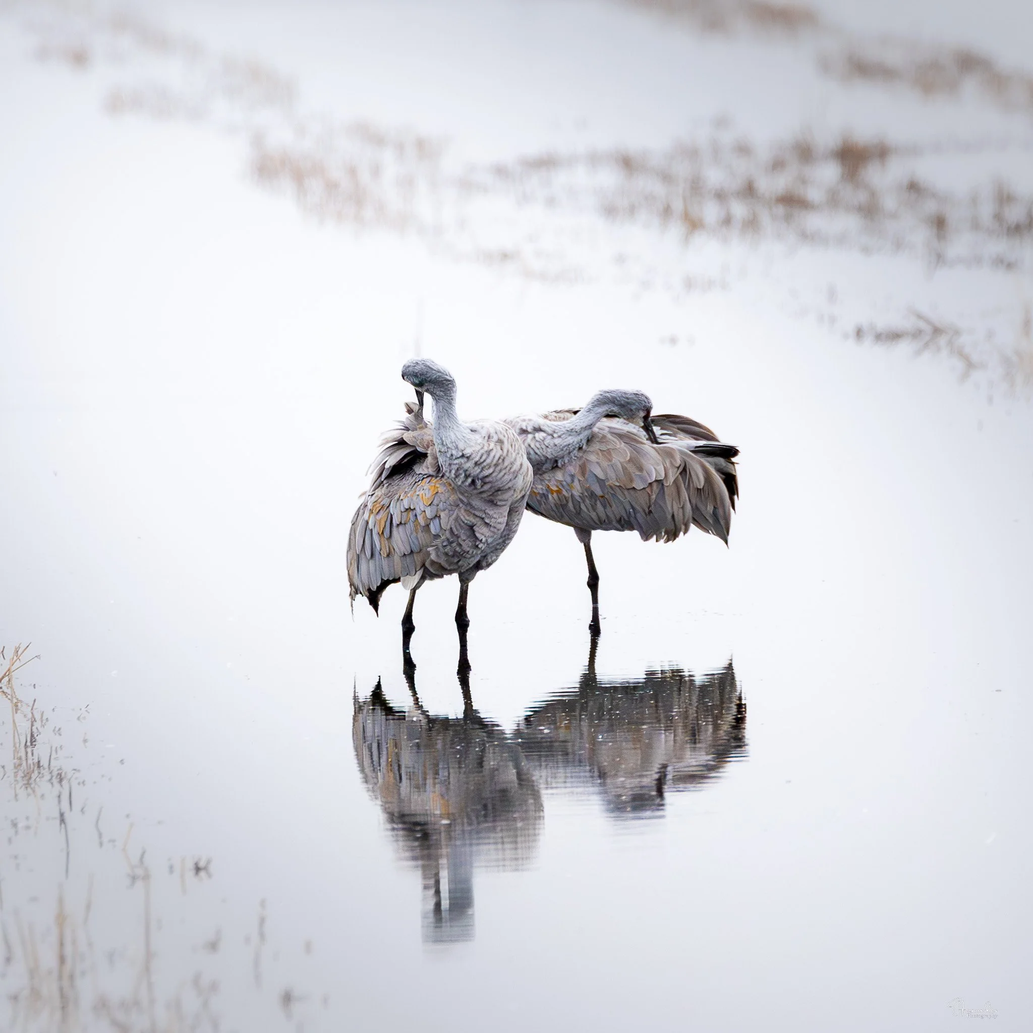 The Sandhill Cranes of the Sacramento Delta