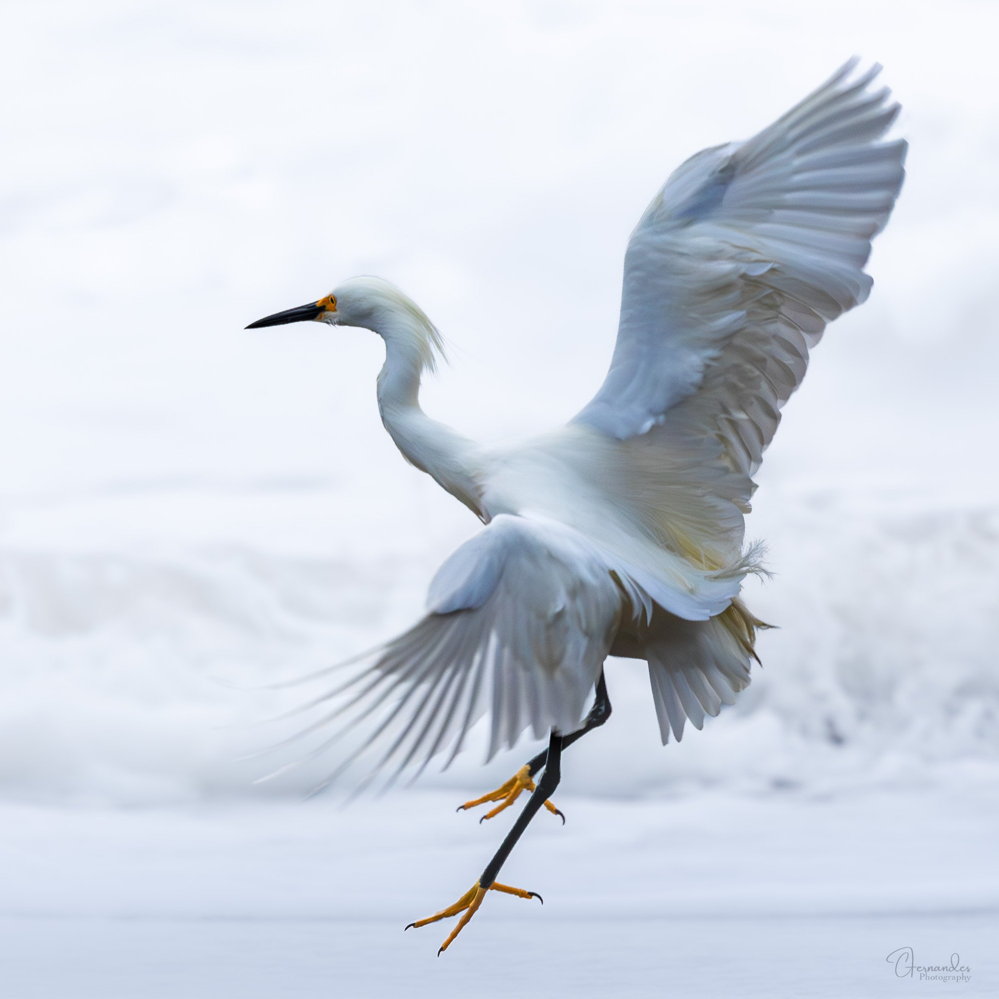 snowyEgretBakerBeach-Small.jpg
