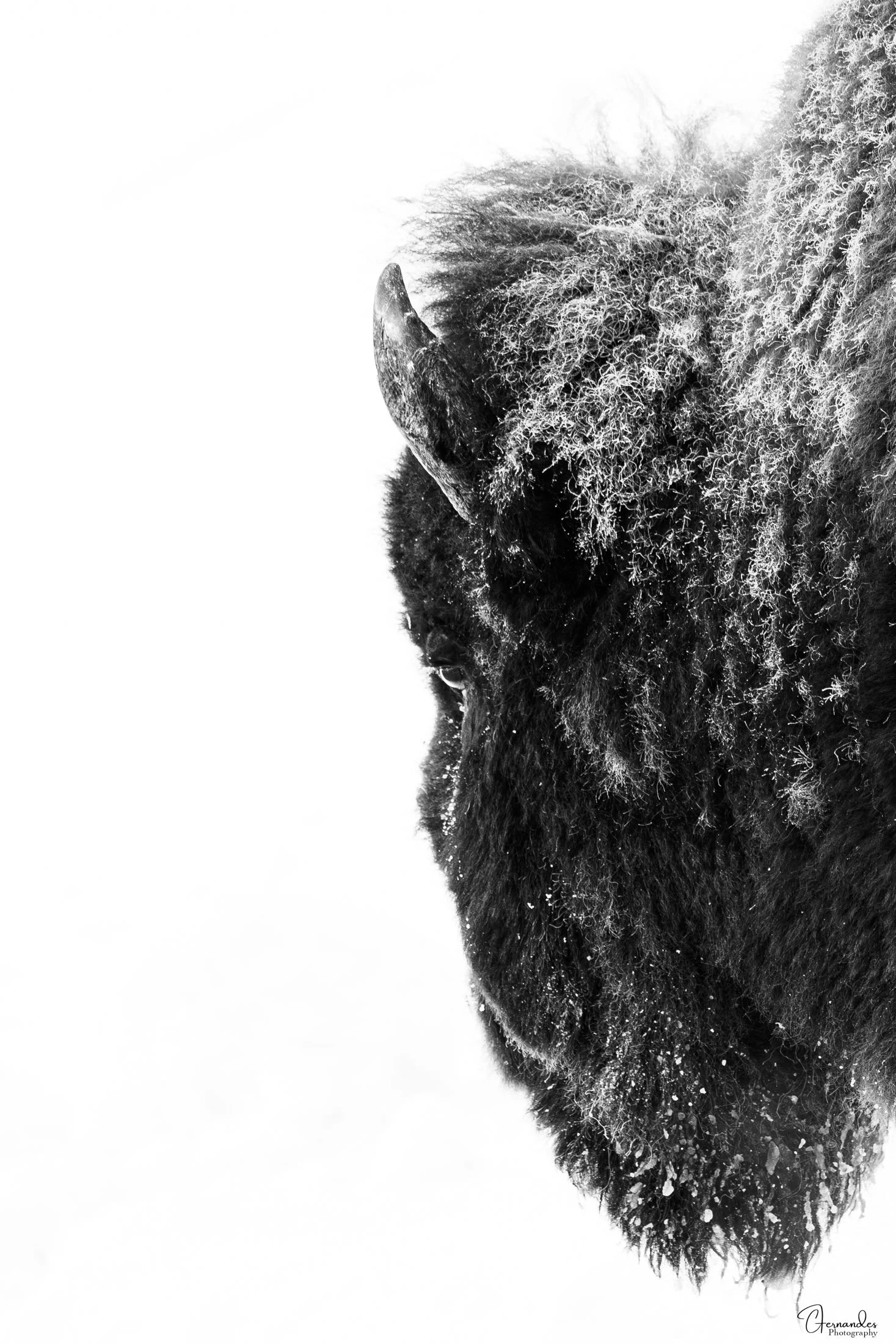 Bison extreme closeup portrait
