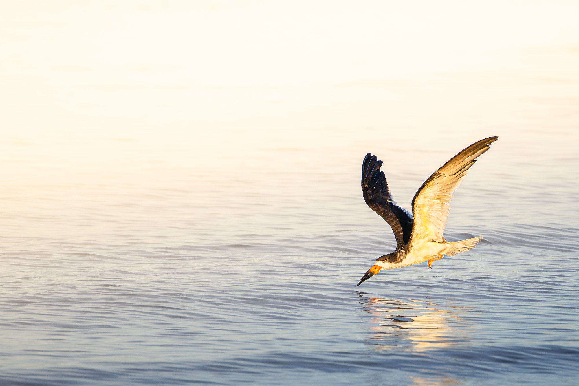 A black skimmer bird,  flying just above the water's surface, with some water ripples and a light-colored sky in the background.
