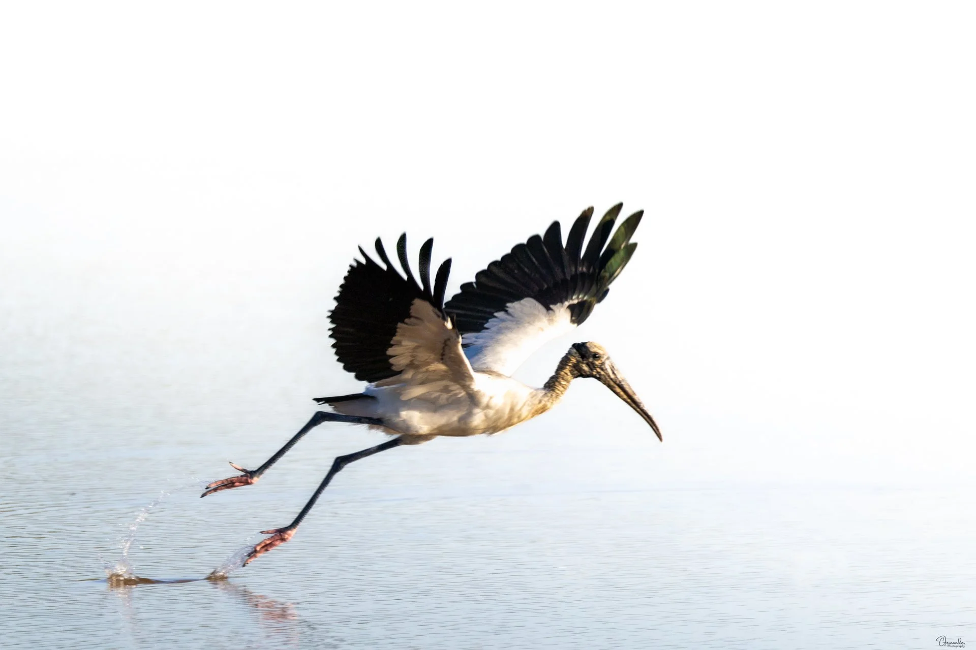 WoodStork-Takeoff-Insta.jpg