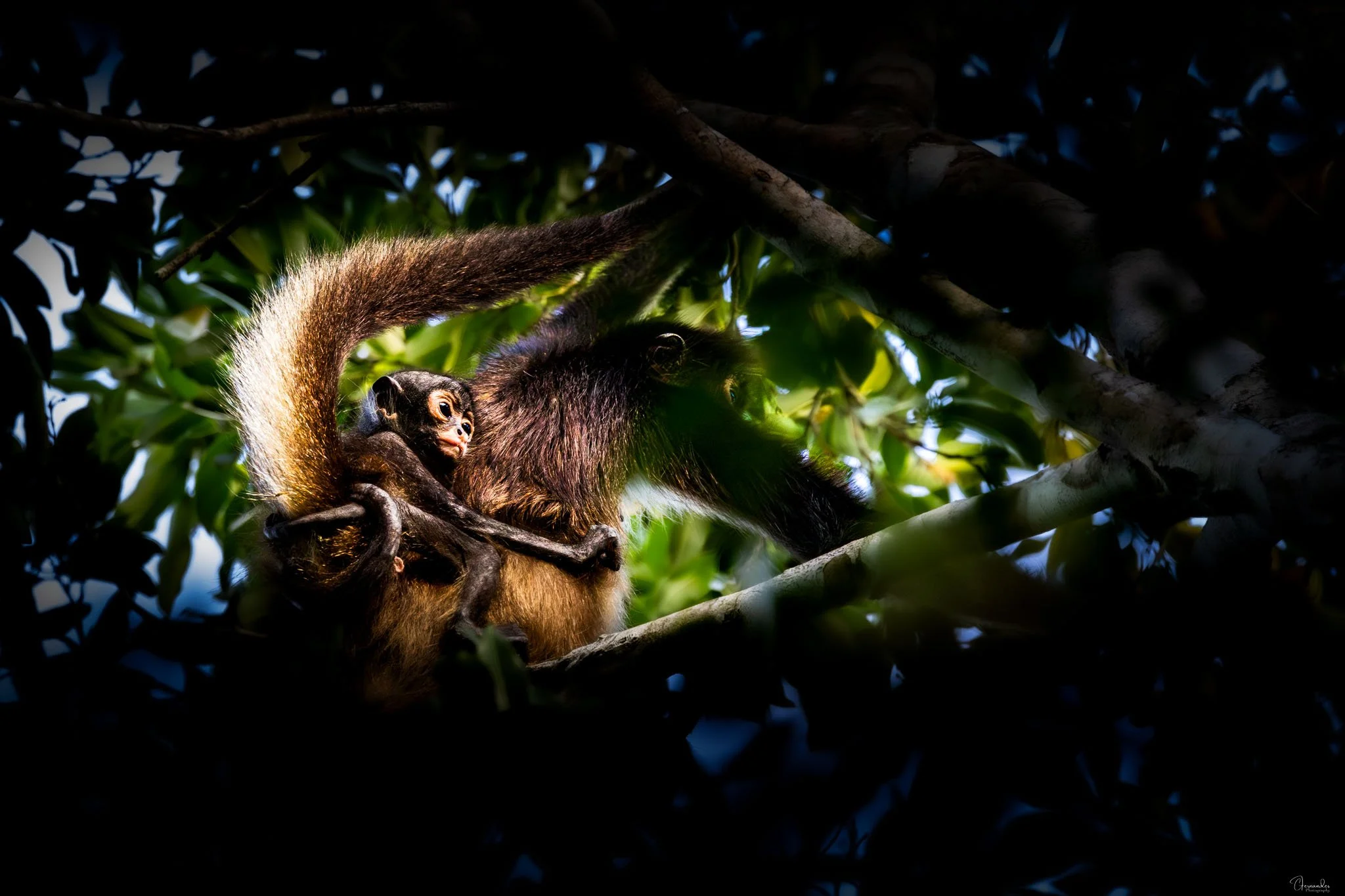 Spider monkey (Ateles geoffroyi) moving through the forest canopy in Punta Laguna, Yucatán