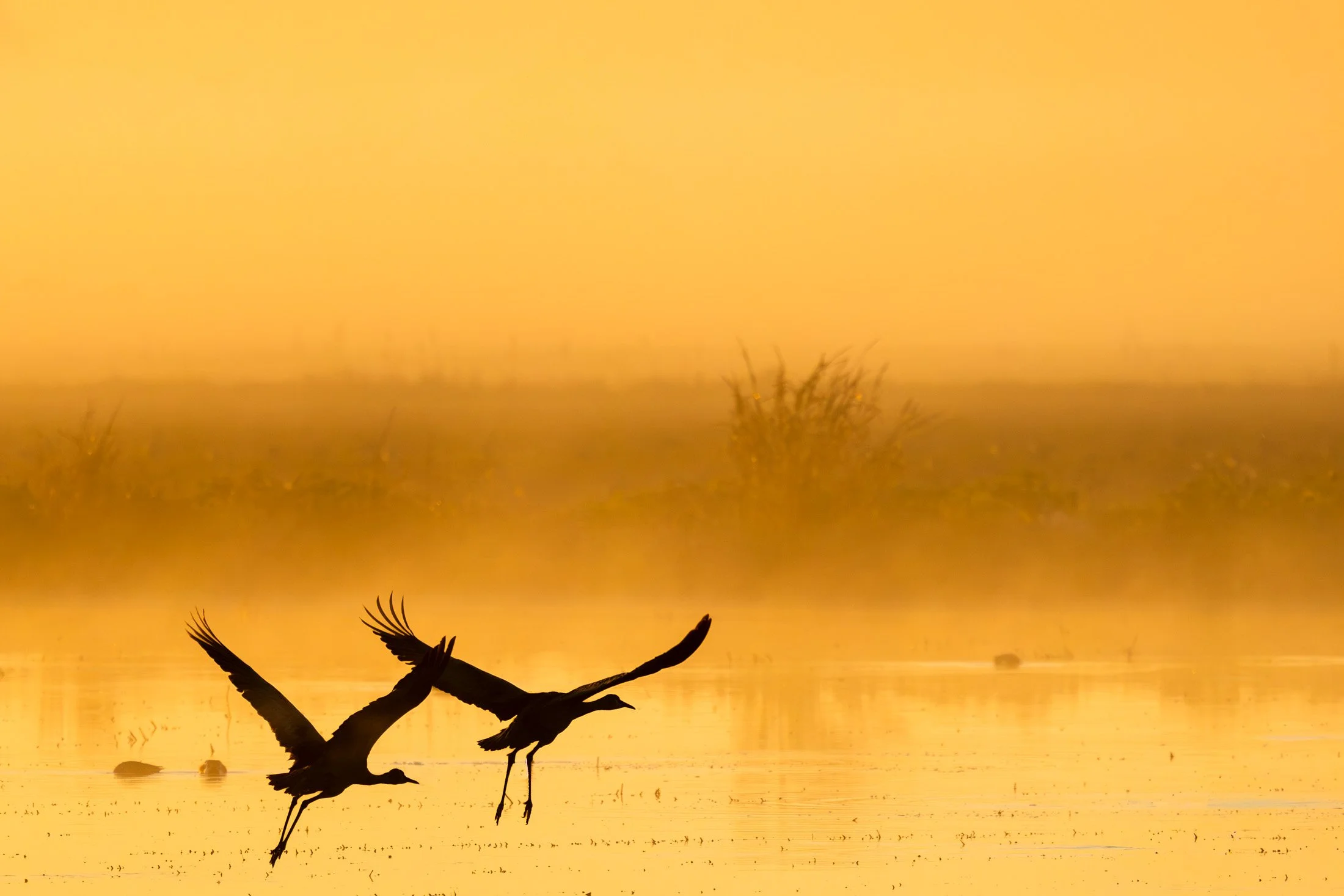 Wings in the morning light