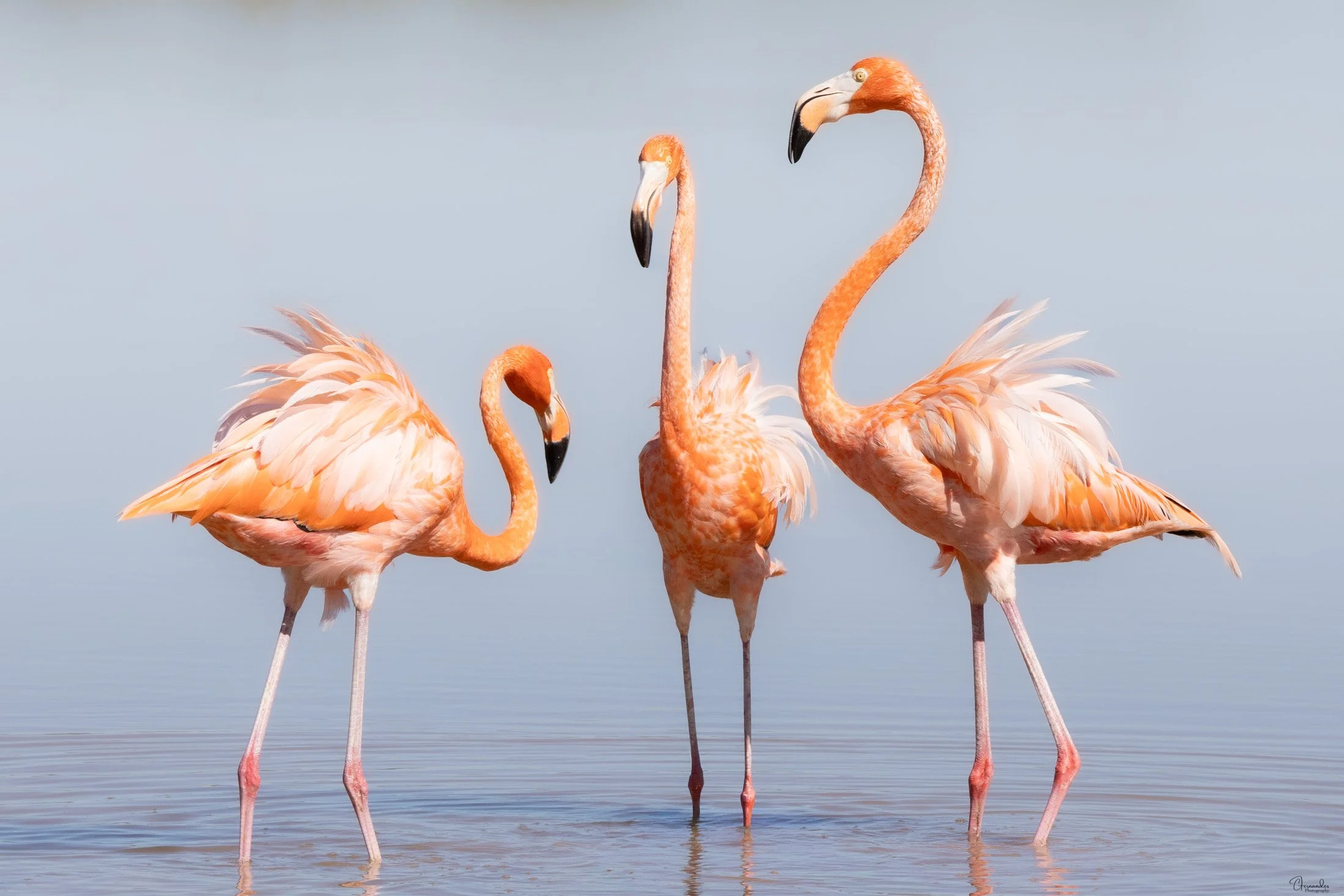 American Flamingos