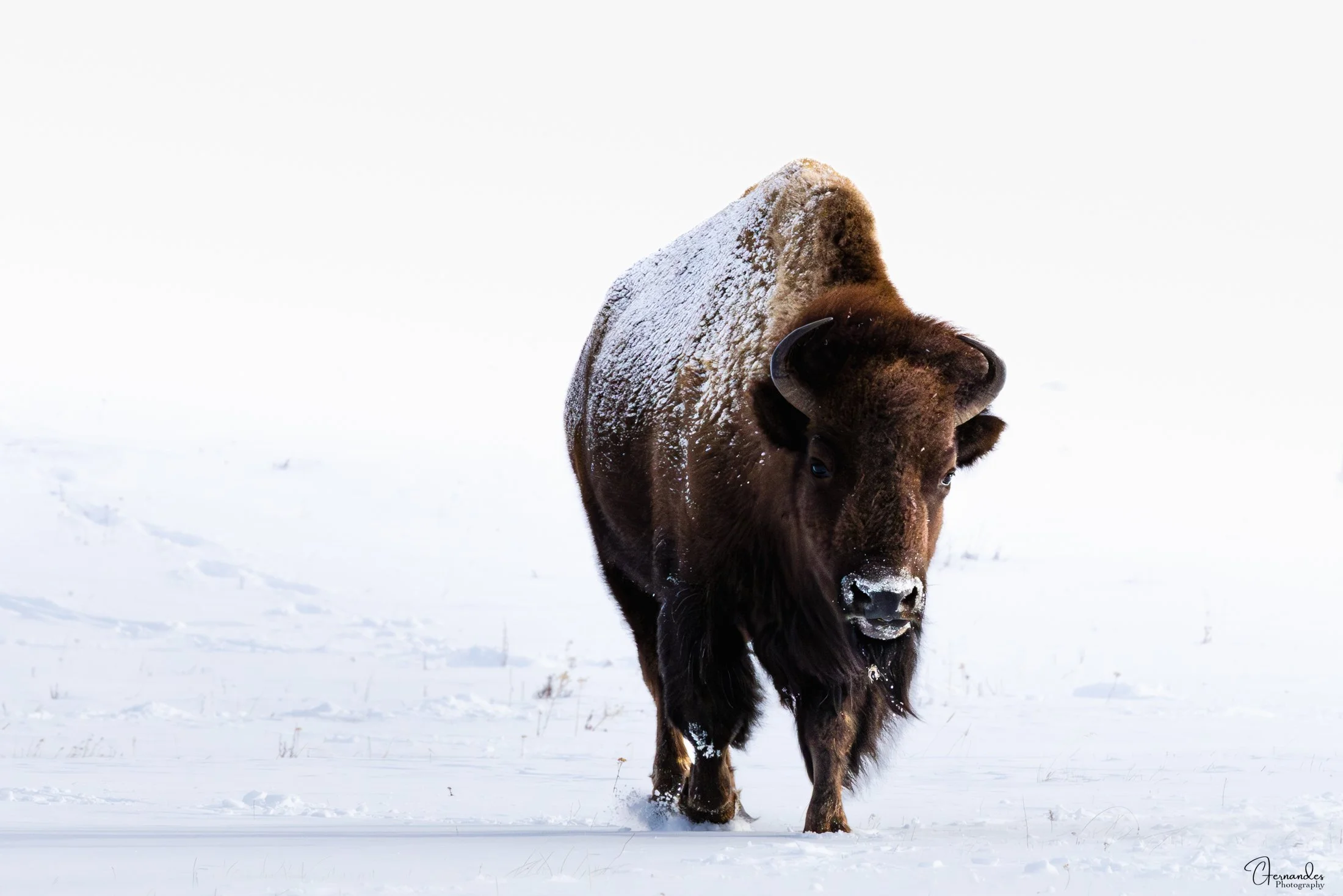 Bison-Walking2-Insta.jpg