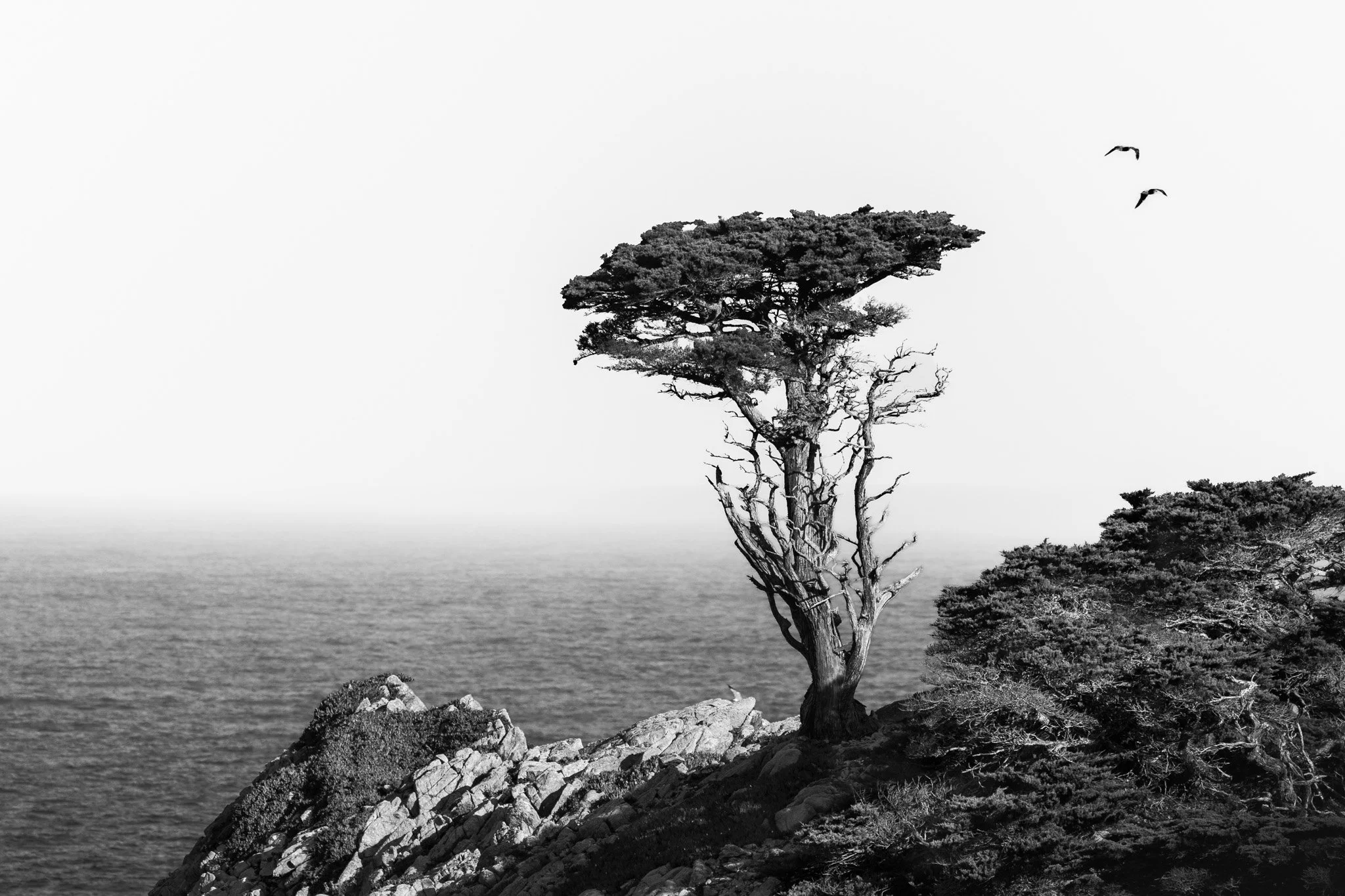 MontereyCypress-BW-PDP.jpg
