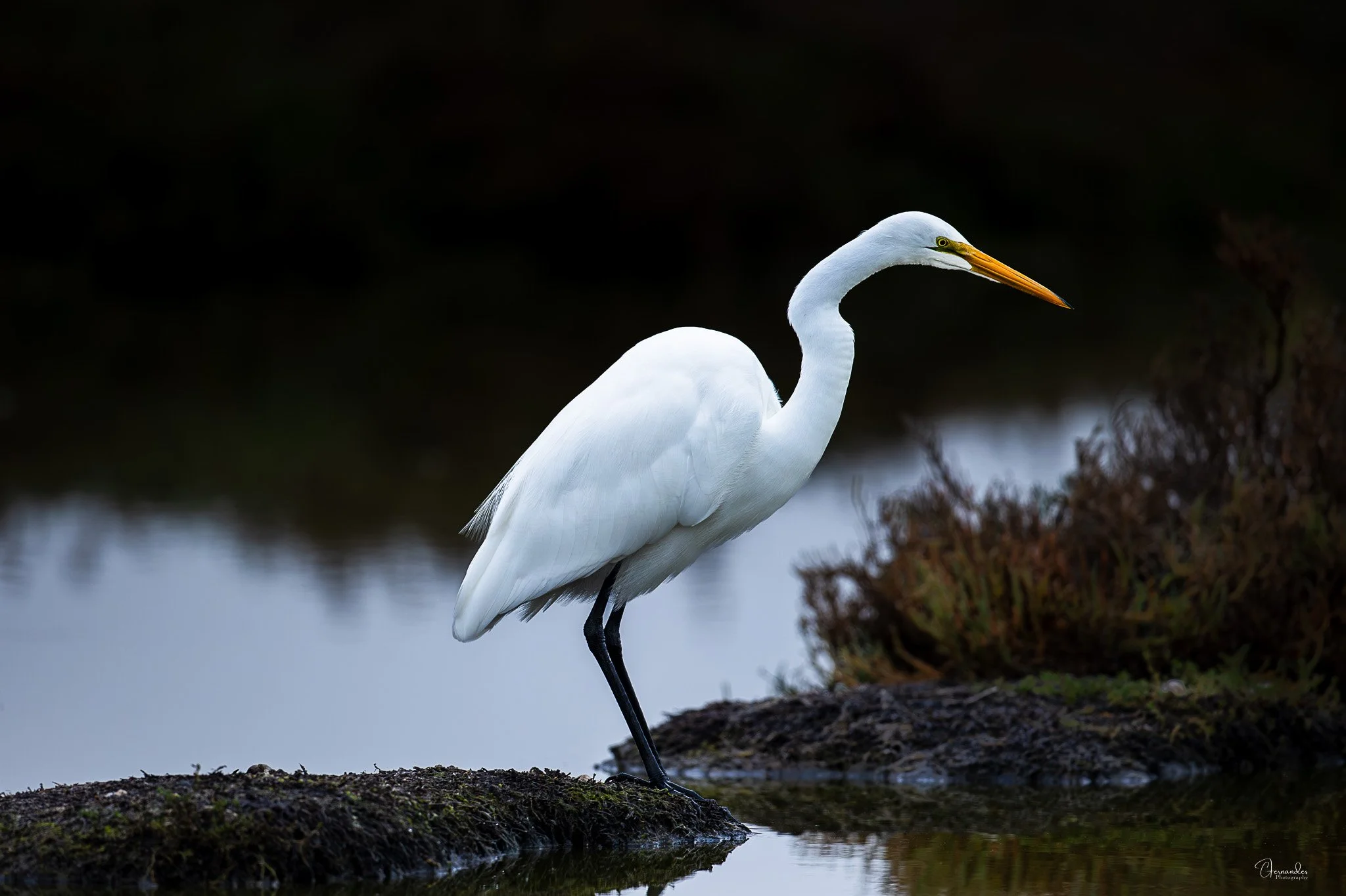 GreatEgret-Insta.jpg