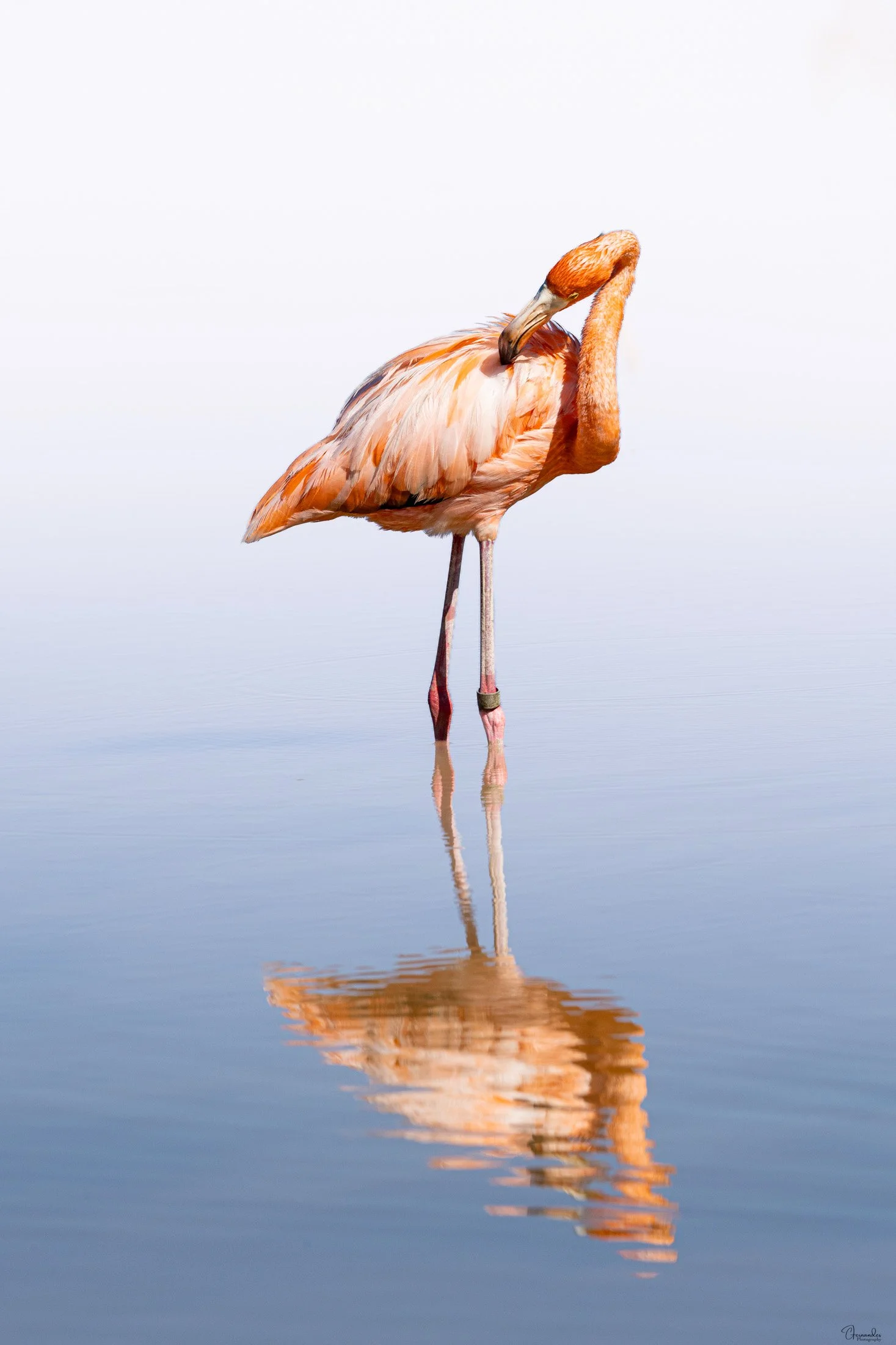 Flamingo-Preen-Insta.jpg