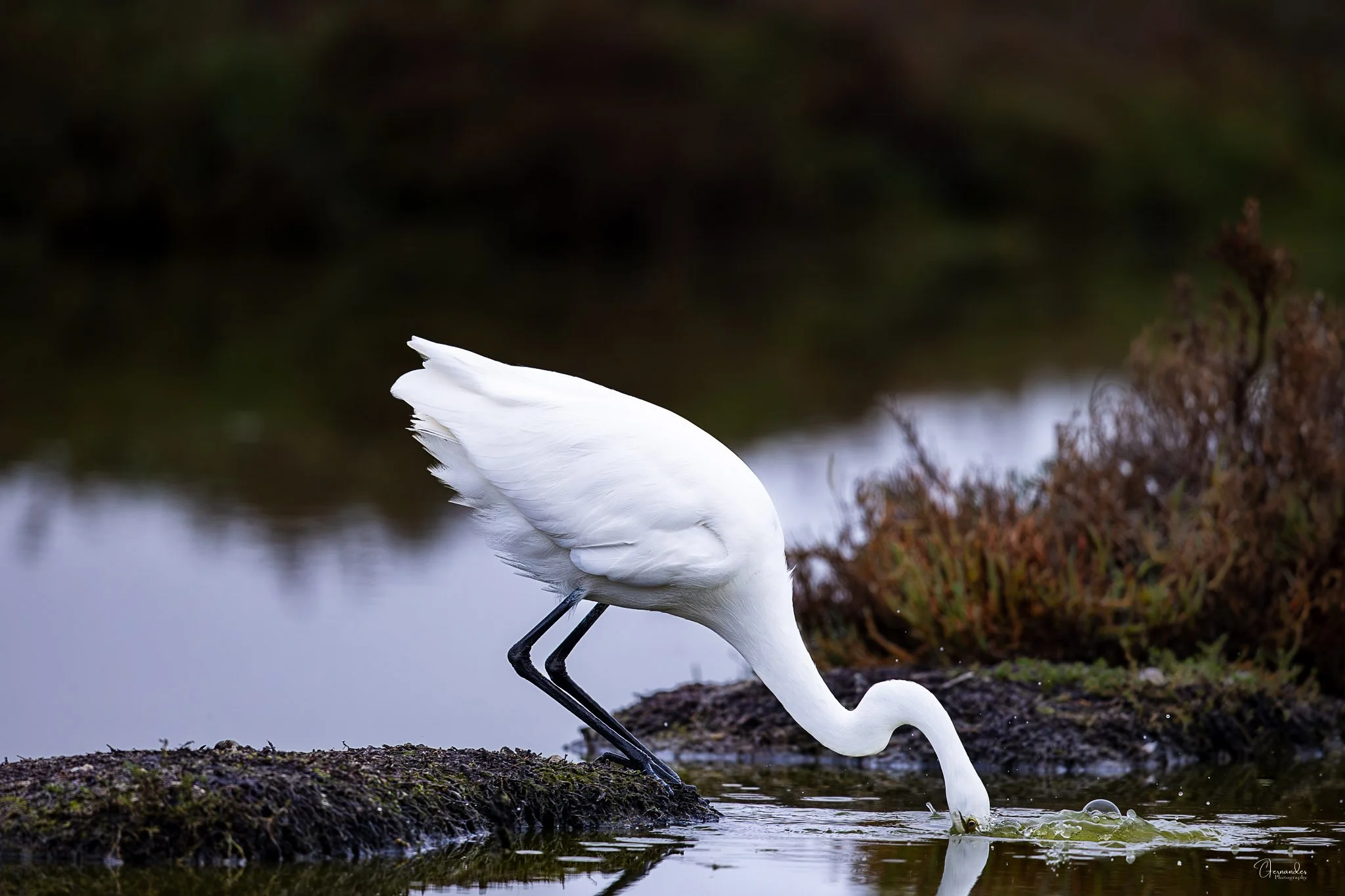 GreatEgret2-Insta.jpg