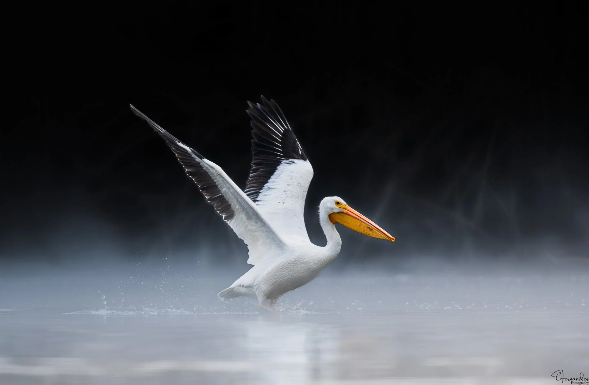 White Pelican