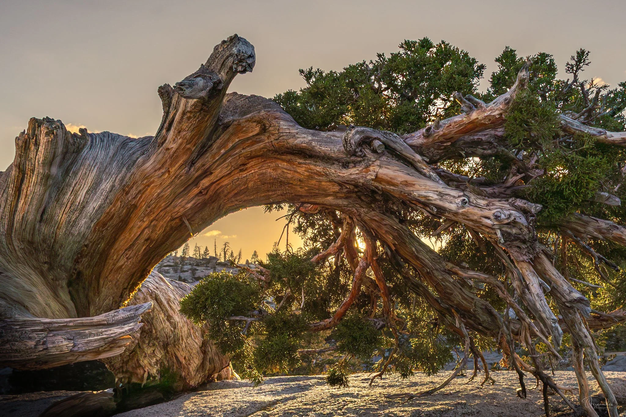 An old twisted Junpier tree growing out of a large granite rock at Olmsted Point, Yosemite. The twisted trunk creates a nice arch through which the setting sun casts a beautiful highlight along its edges.