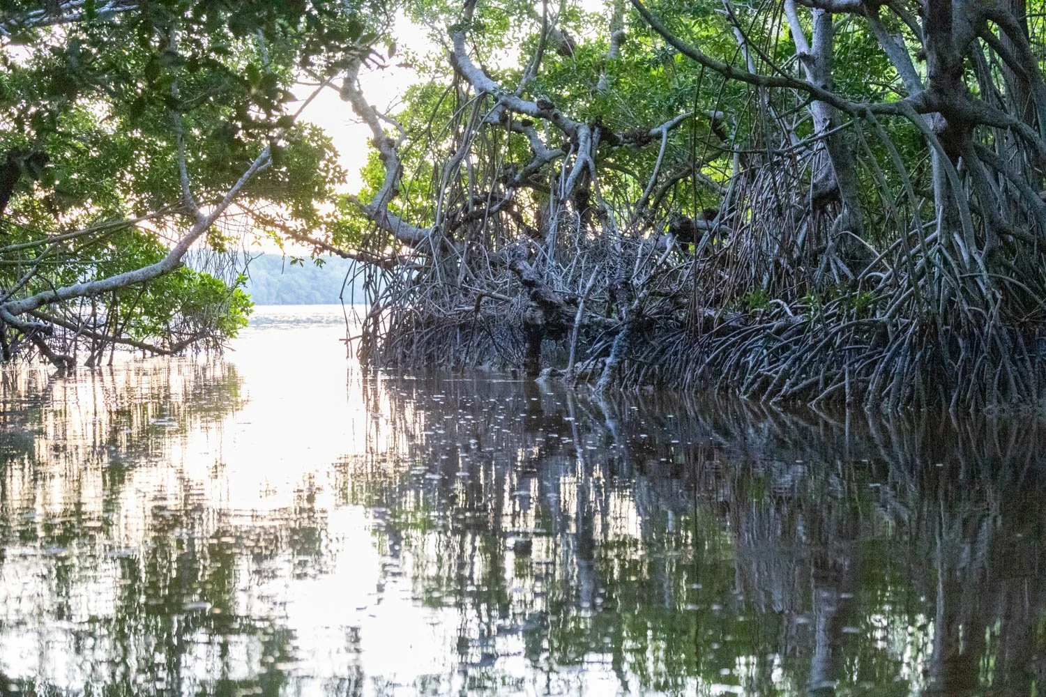 Mangroves in Celestun
