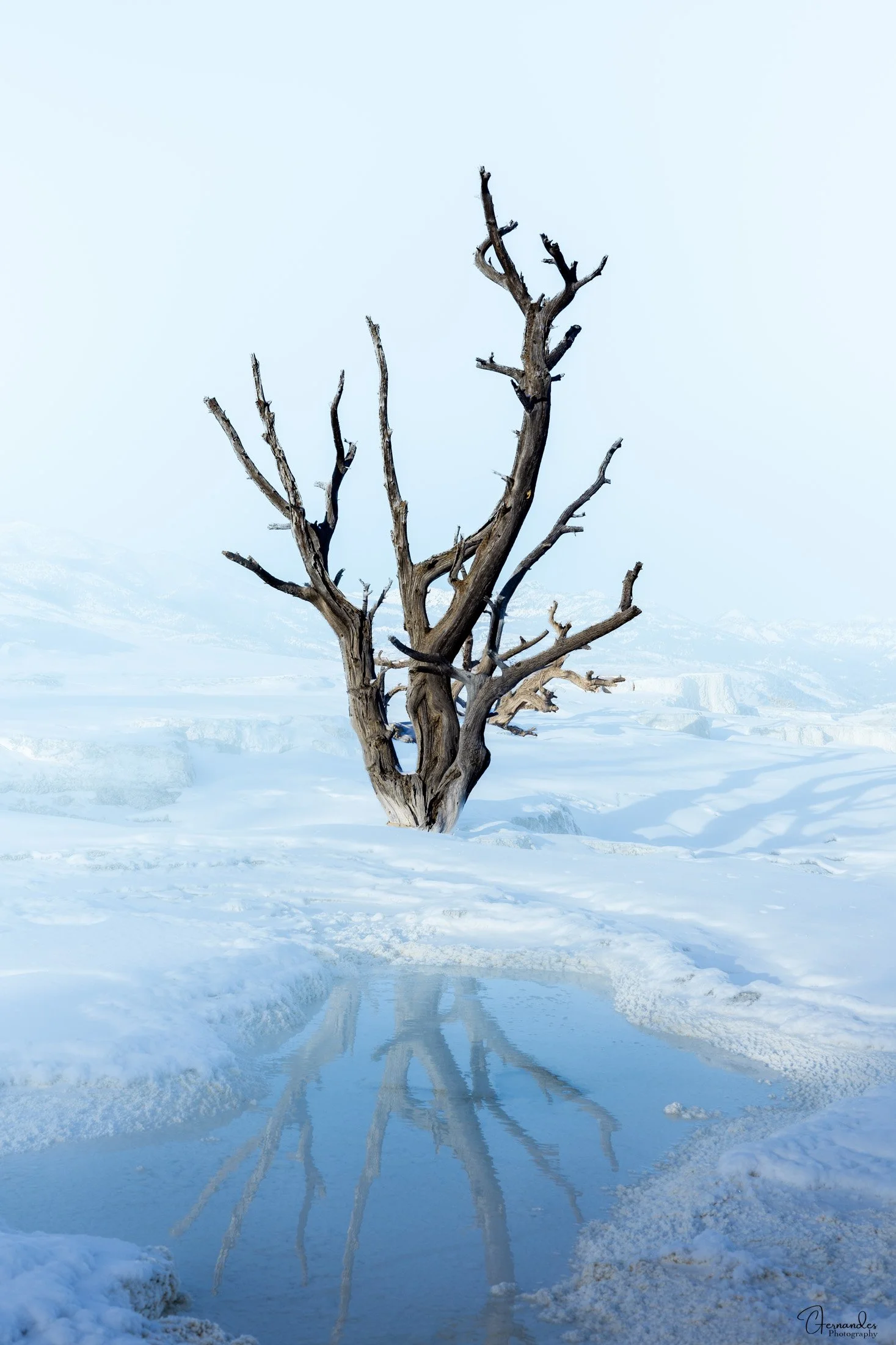 Reflection of a dead tree in the dead of winter at Yellowstone
