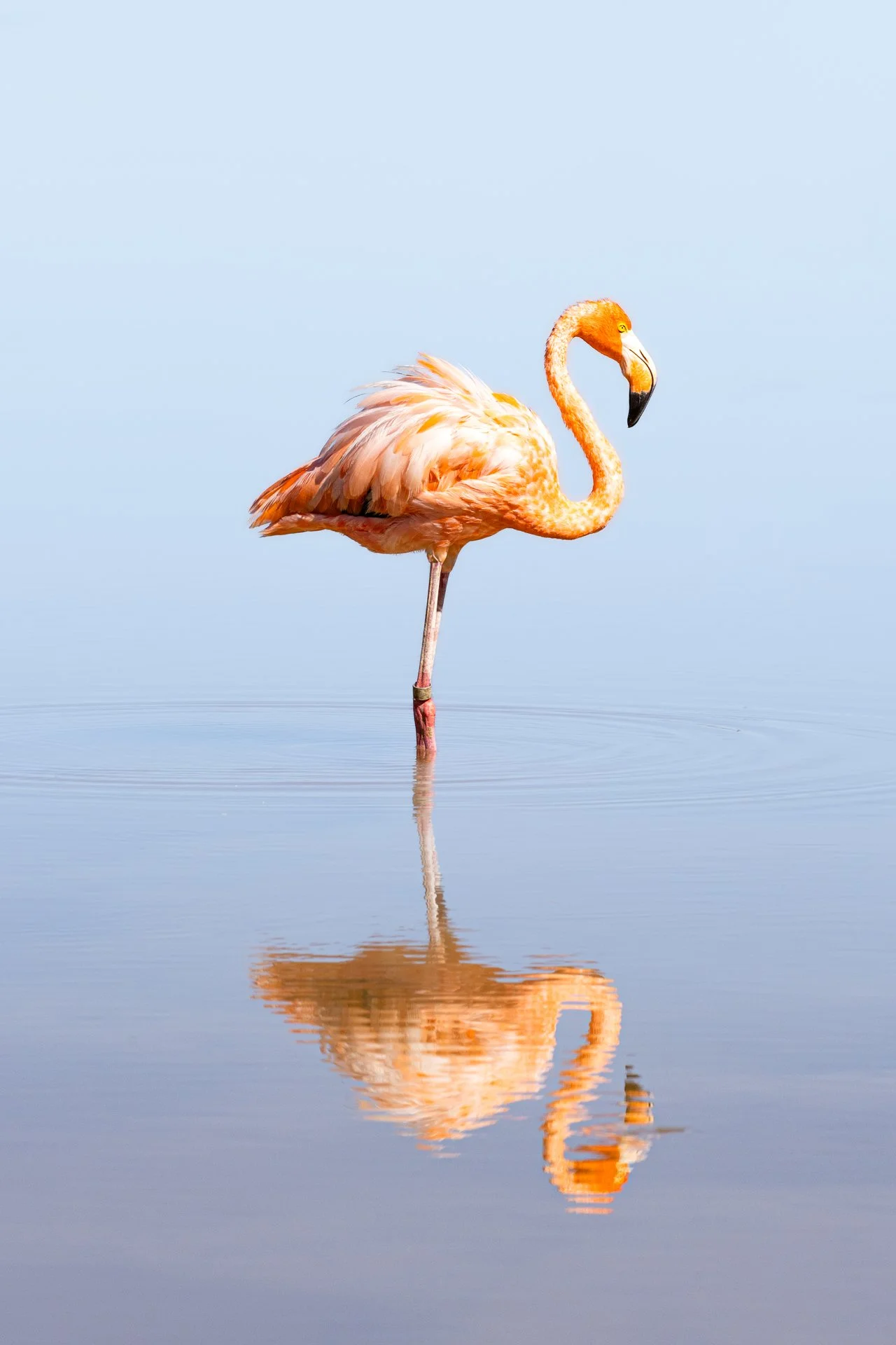 Flamingo-Solo-Insta.jpg