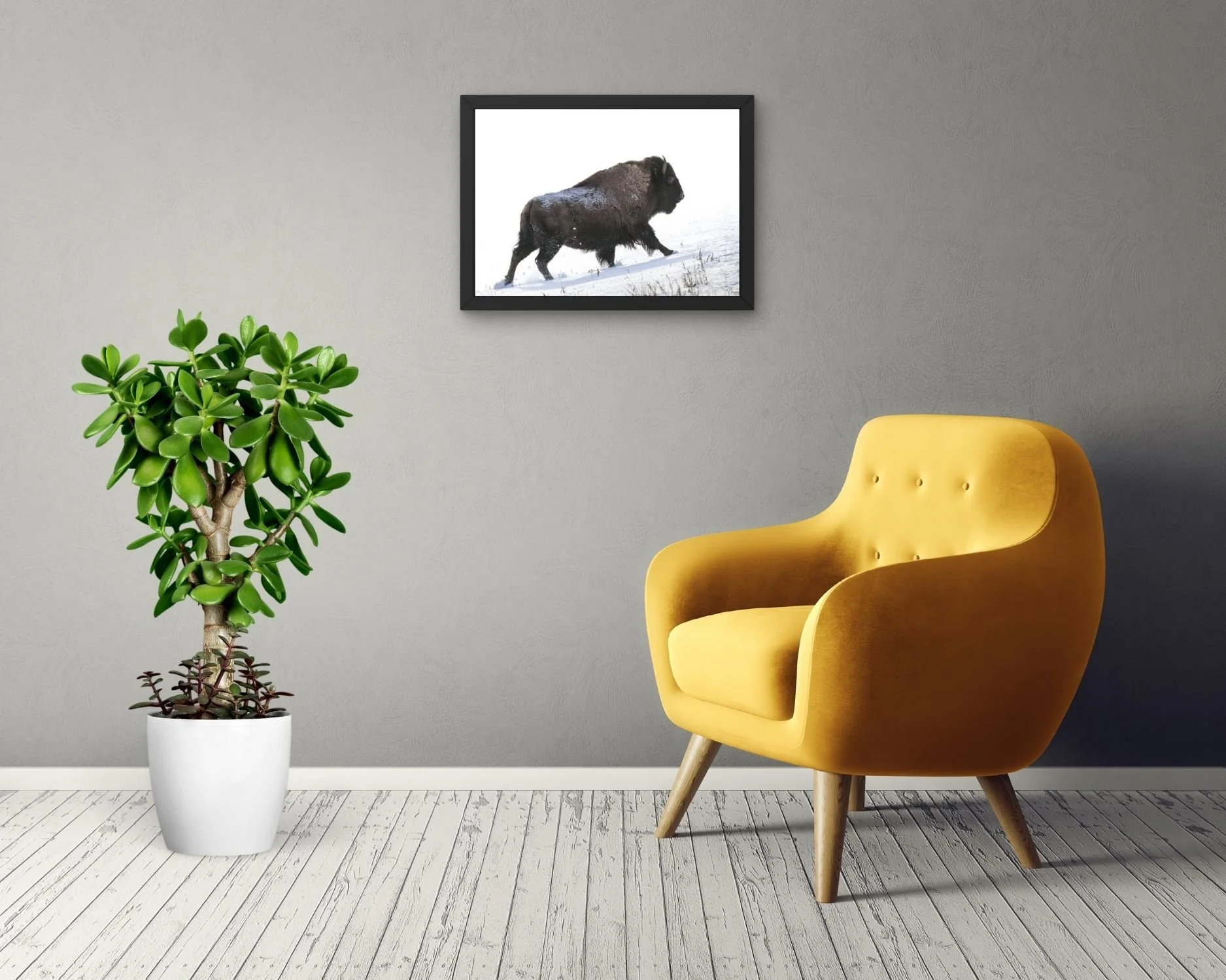bison-run_LivingRoomsmall.jpg