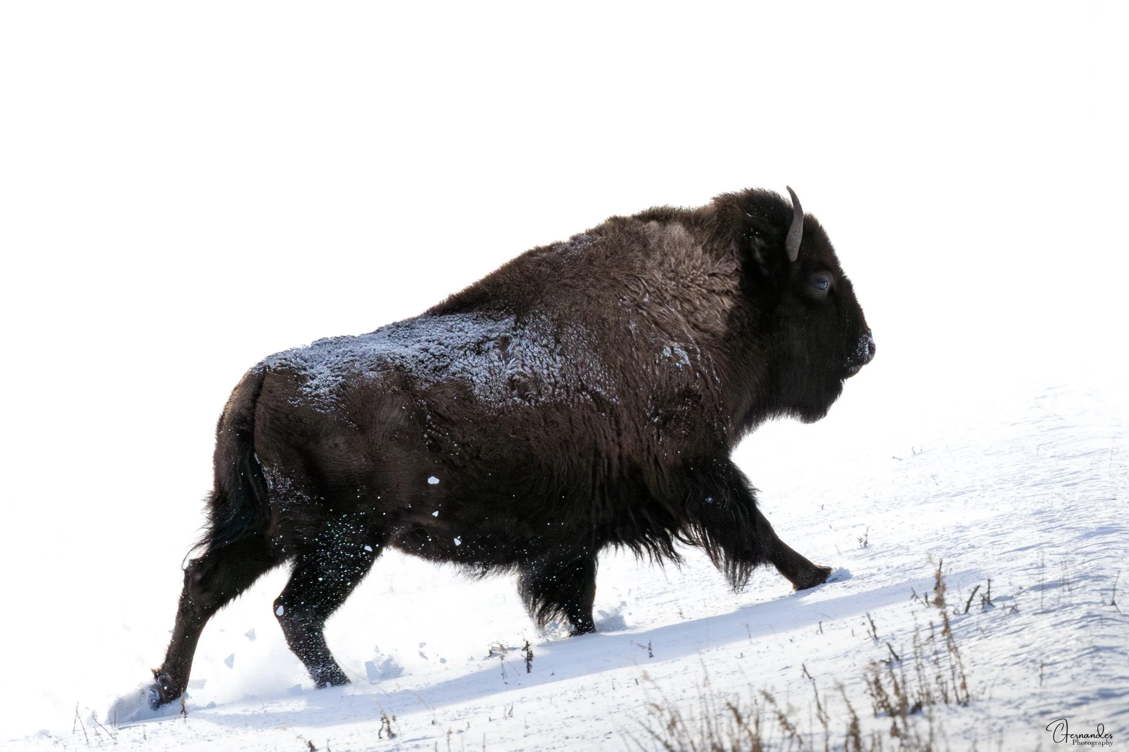 Winter Majesty: American Bison in Motion