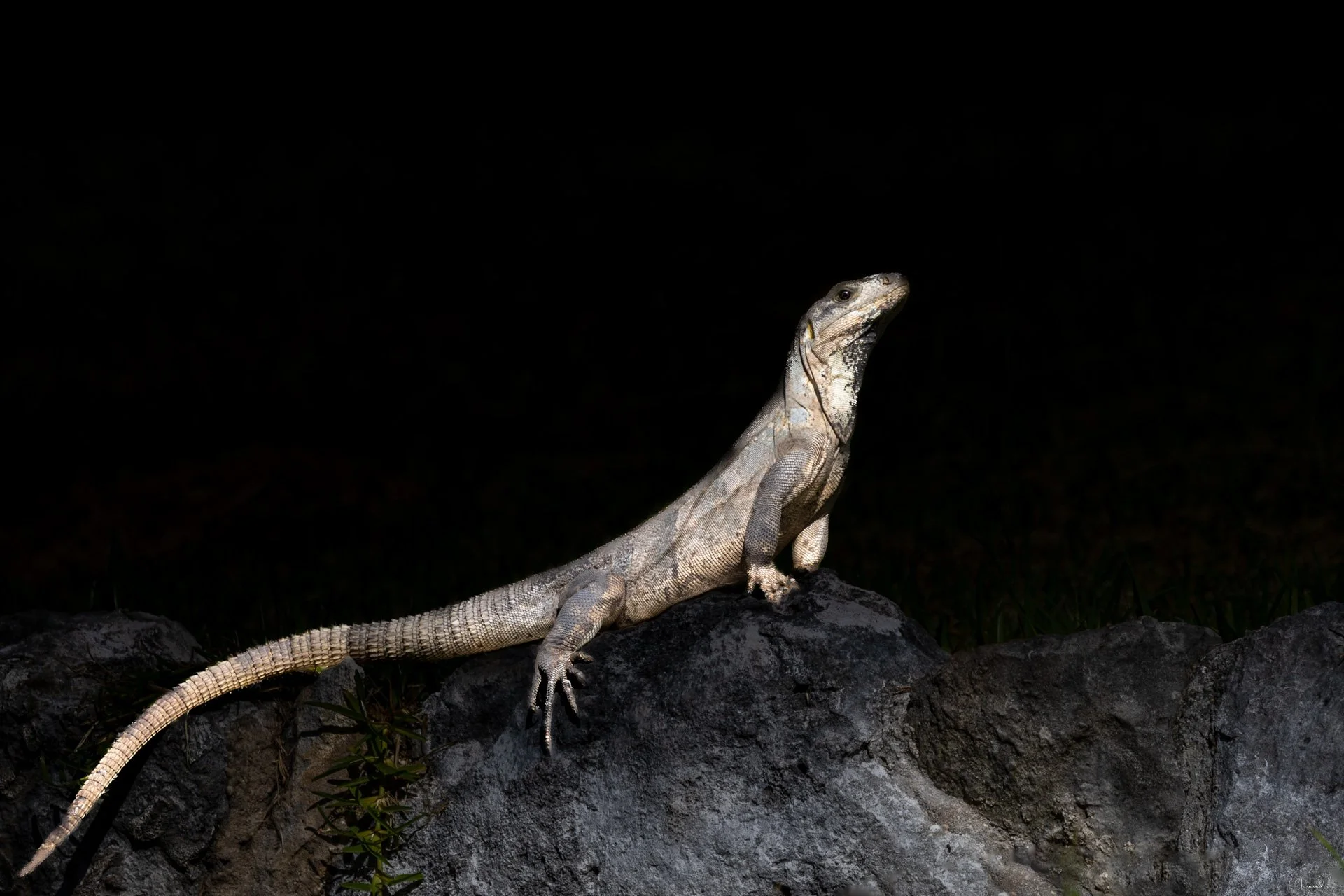 Iguana-2-Insta.jpg