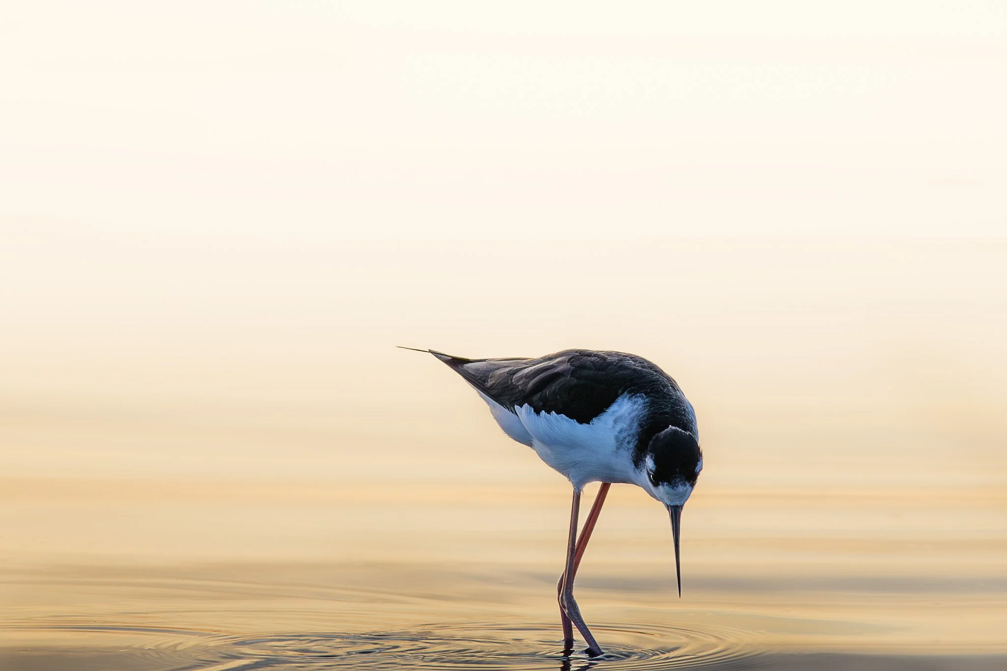 A black necked stilt bird with long, thin legs standing in shallow water, hunting for its next meal.