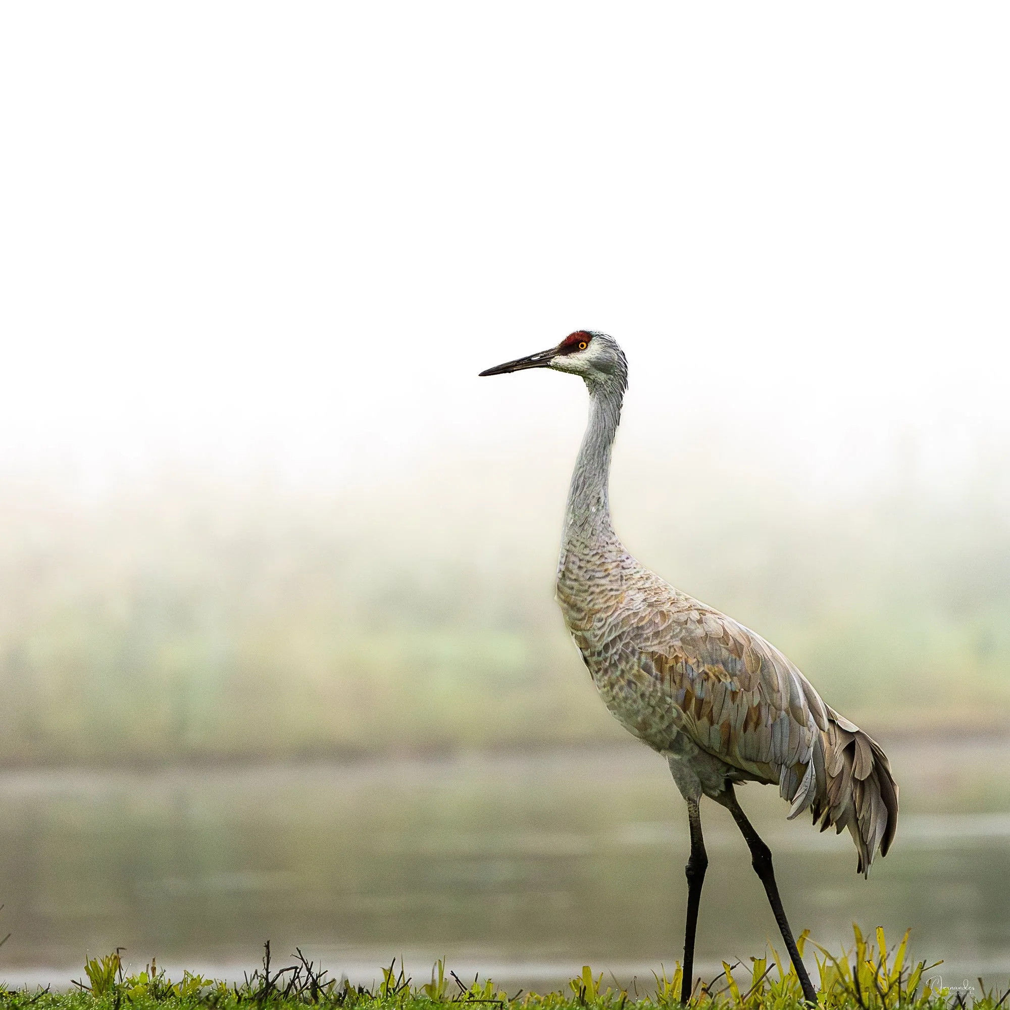 Crane-Portrait-Insta.jpg
