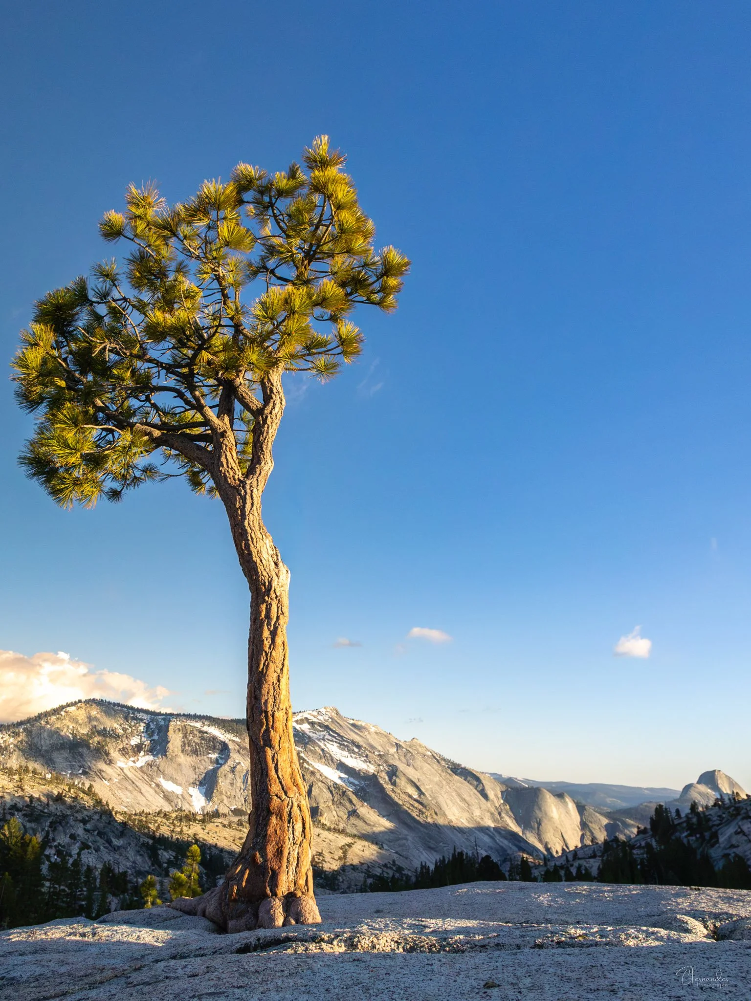 Lone Pine at Olmsted Point