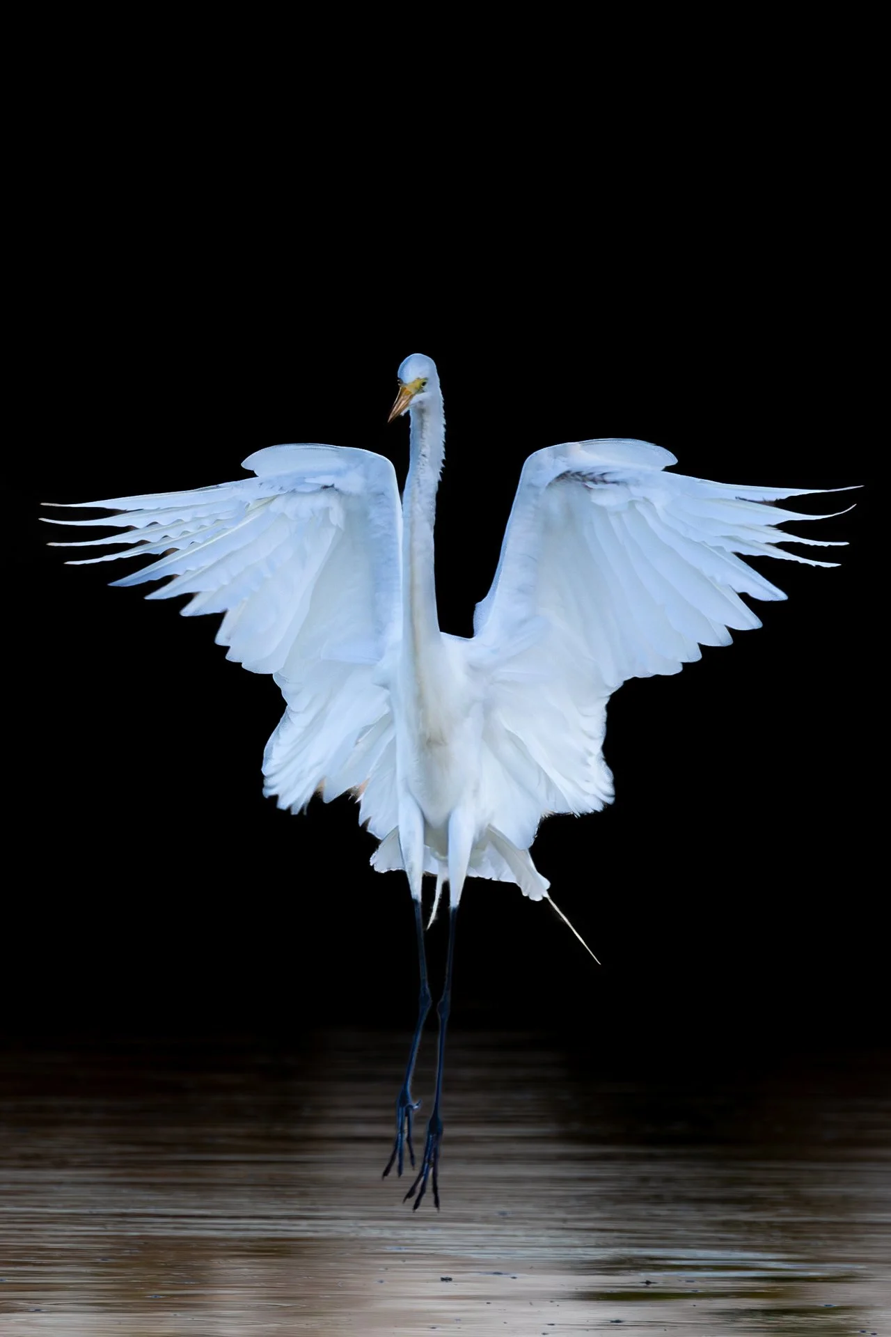 Great Egret Touchdown-Insta.jpg