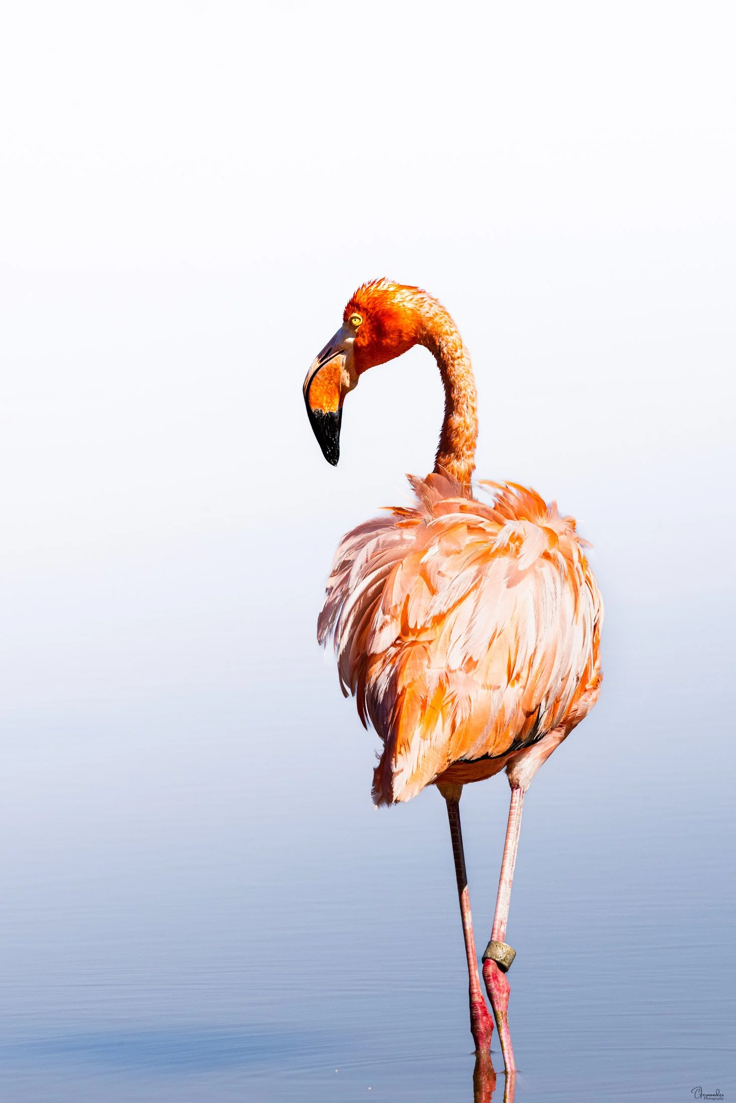 Flamingo-Walking-Insta.jpg