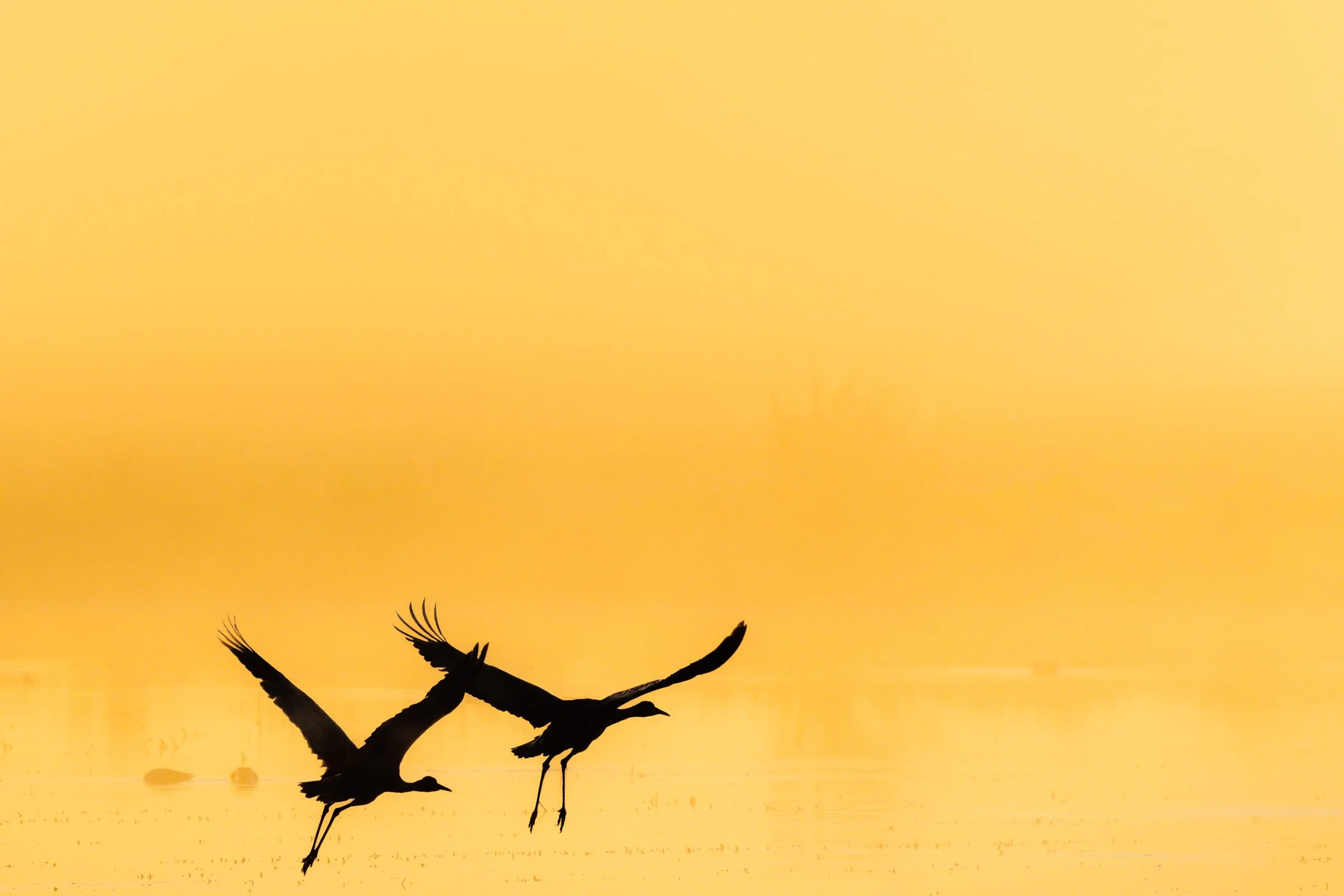 Wings in the morning light