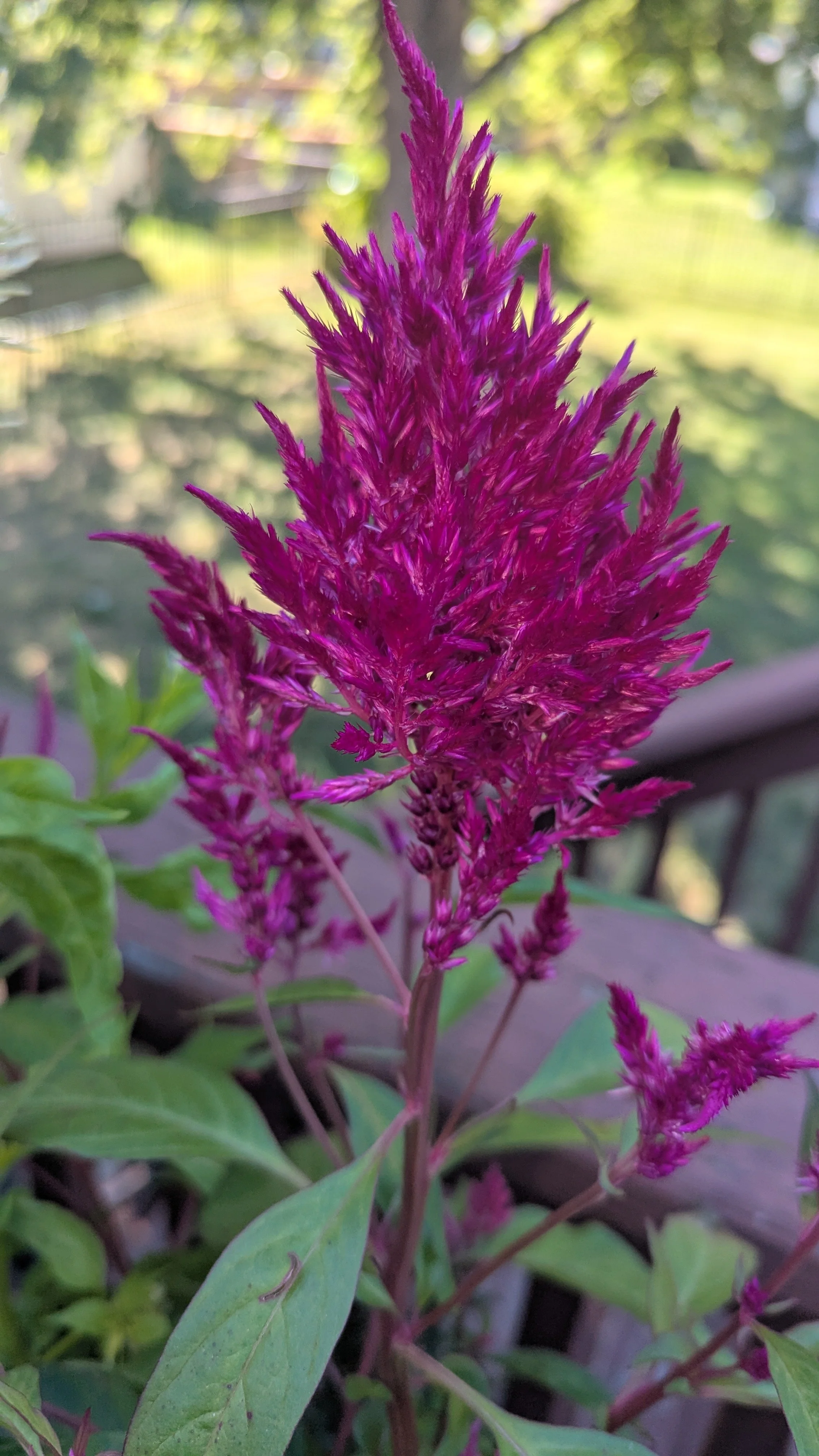 Celosia: If you want a plant that starts a conversation, Celosia is it. With colors so bright they almost look electric—vibrant magentas, glowing oranges, and fiery reds—these blooms are the ultimate 'thriller' for your containers. Sowing them in Mar